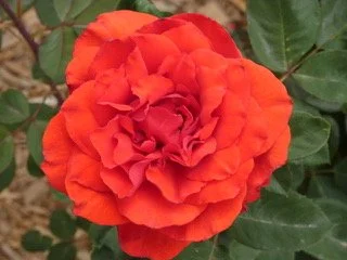A vibrant orange-red gardenia flower with green leaves in the background.