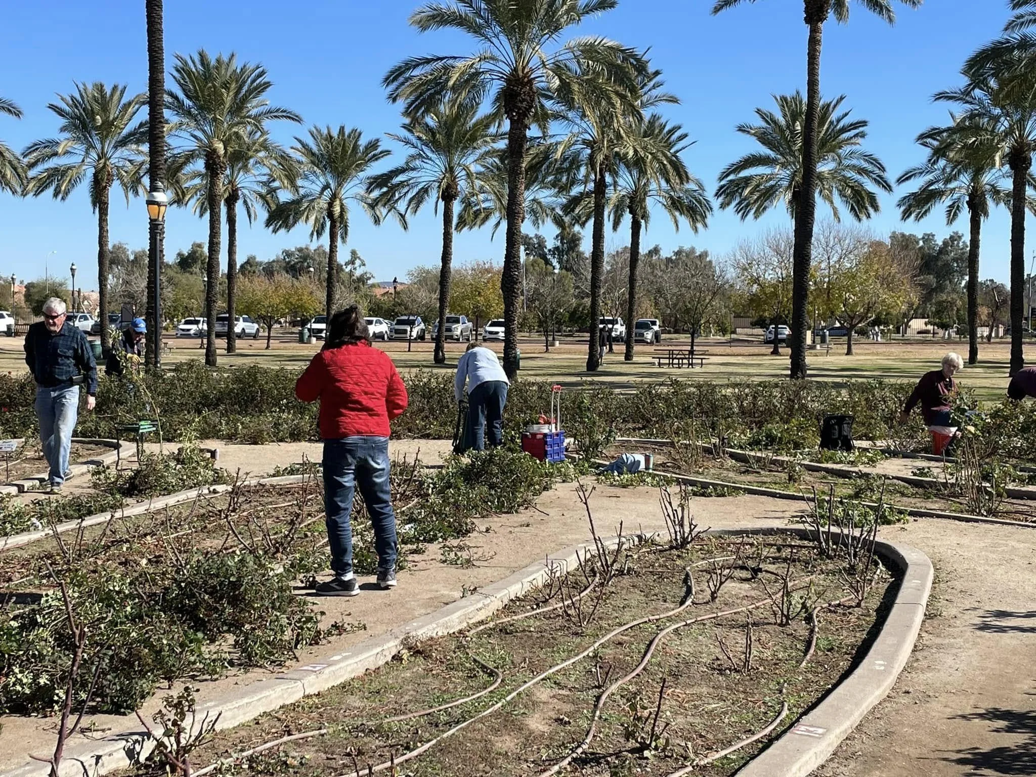People are working in a community garden with rows of plants, surrounded by tall palm trees under a clear blue sky.
