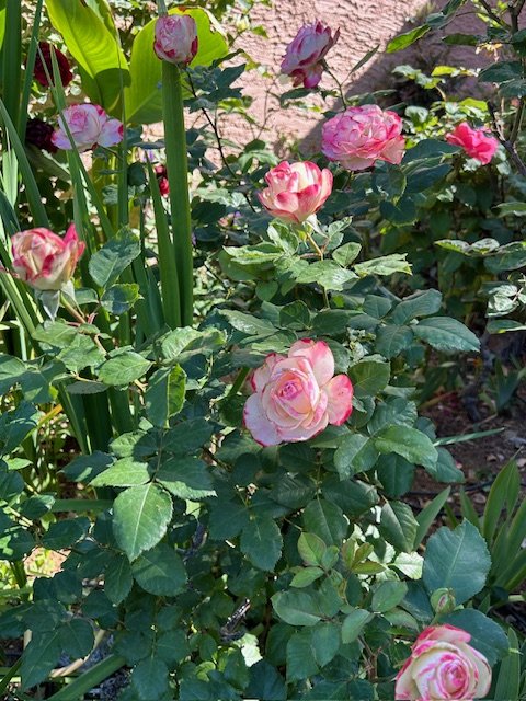 Pink and white roses in a garden.