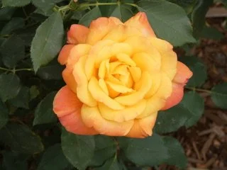 A yellow and orange rose blossom surrounded by green leaves.