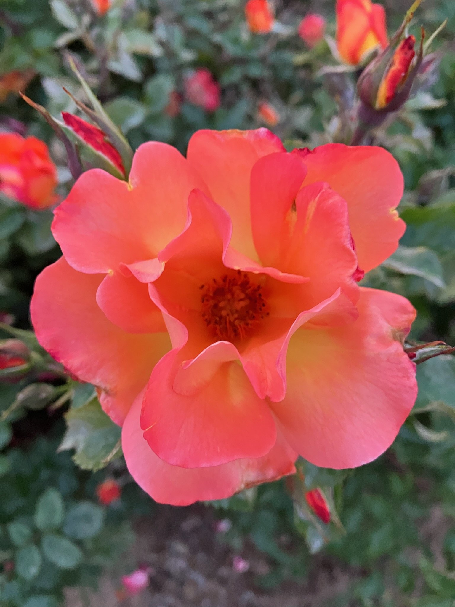 Close-up of a vibrant orange-pink rose with green leaves in the background.