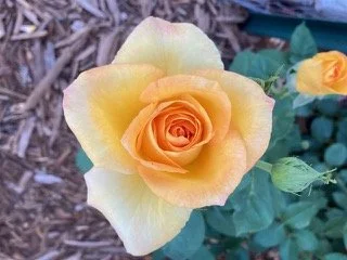 Close-up of a yellow and orange rose growing in soil with green leaves.