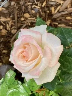 A pale pink and white rose with green leaves in a garden setting.