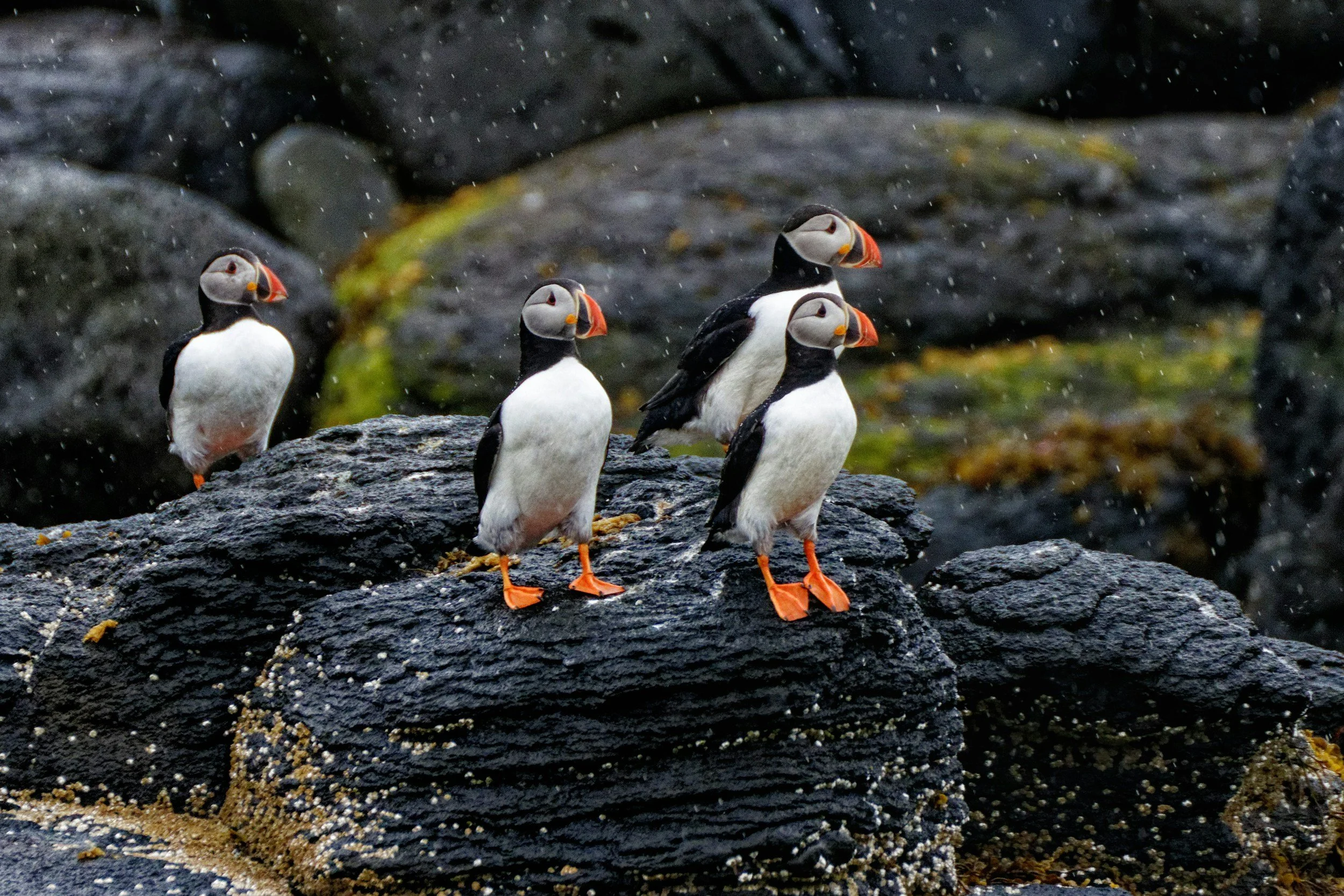 Four puffins are standing on rocks near the polar water, Iceland and Norway sea spray.