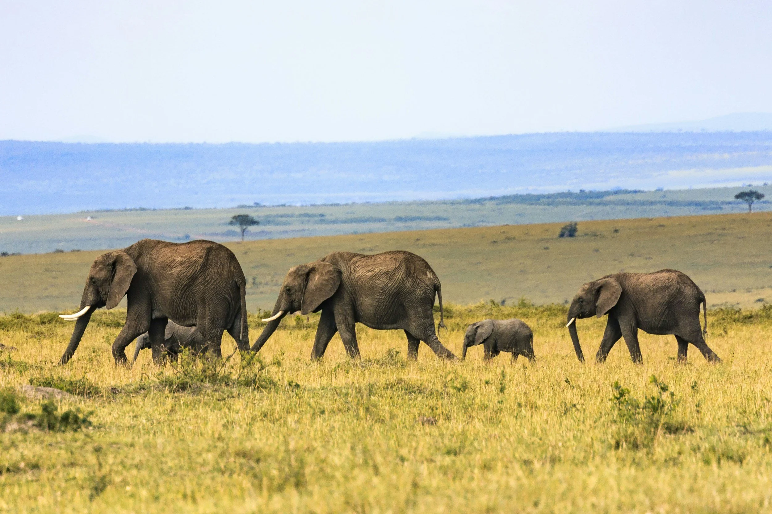 Africa scenery for Swan Hellenic West Africa voyages aboard SH Diana