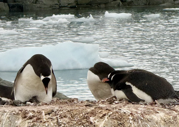 Penguin rookery, Antarctic Peninsula