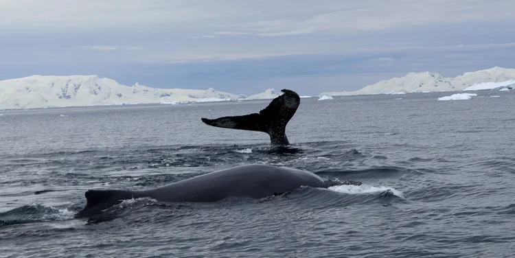 Whale encounter, Antarctic Peninsula