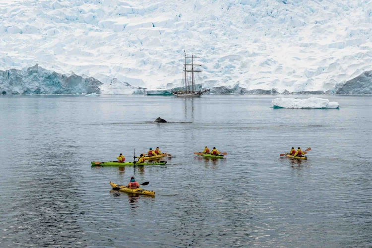 Antarctic wildlife