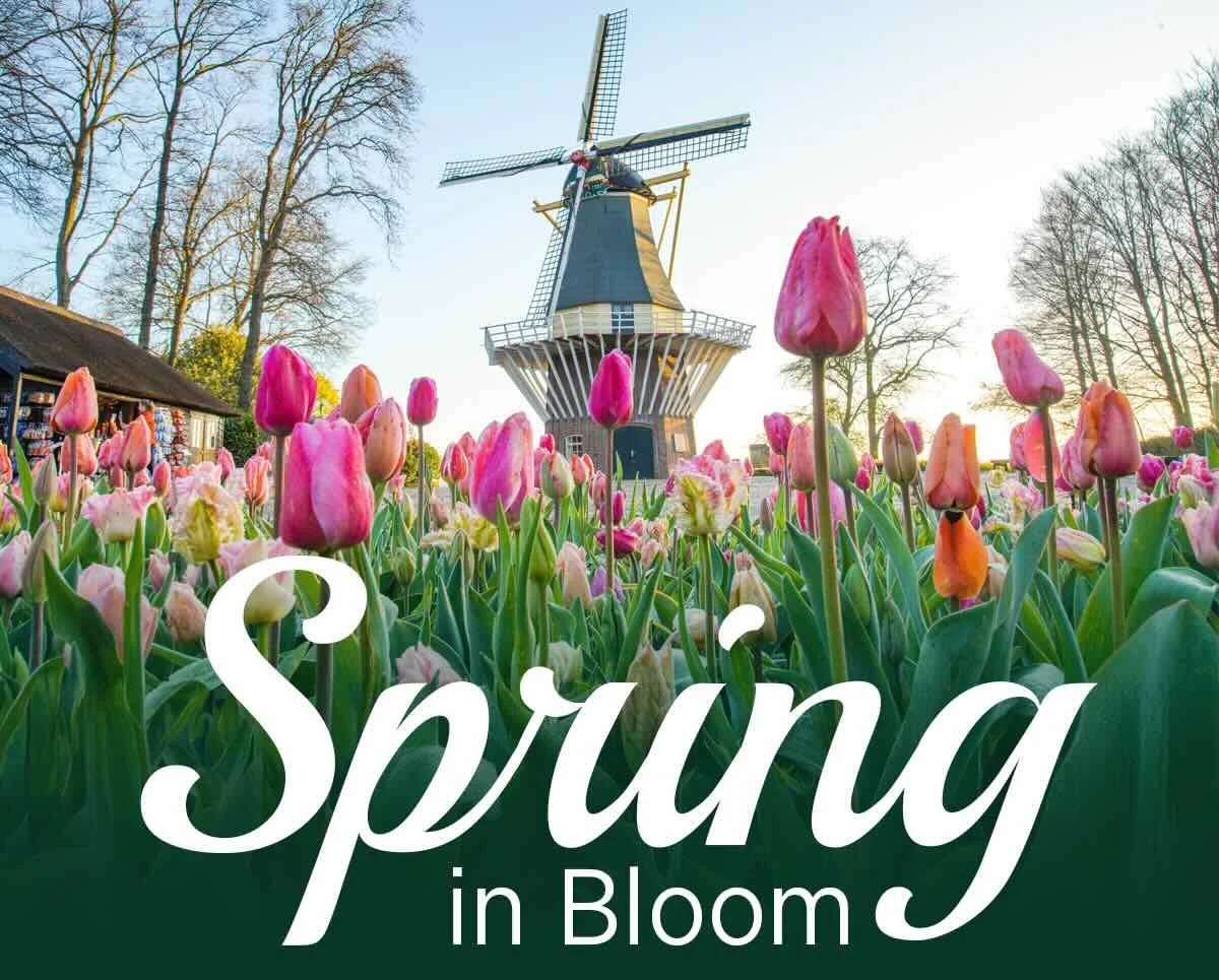 Tulip Time · Emerald River Cruise