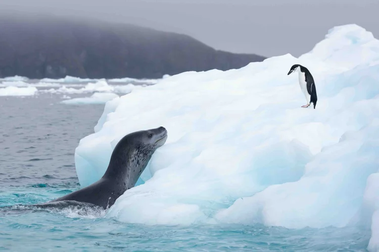 Seal and penguin sighting