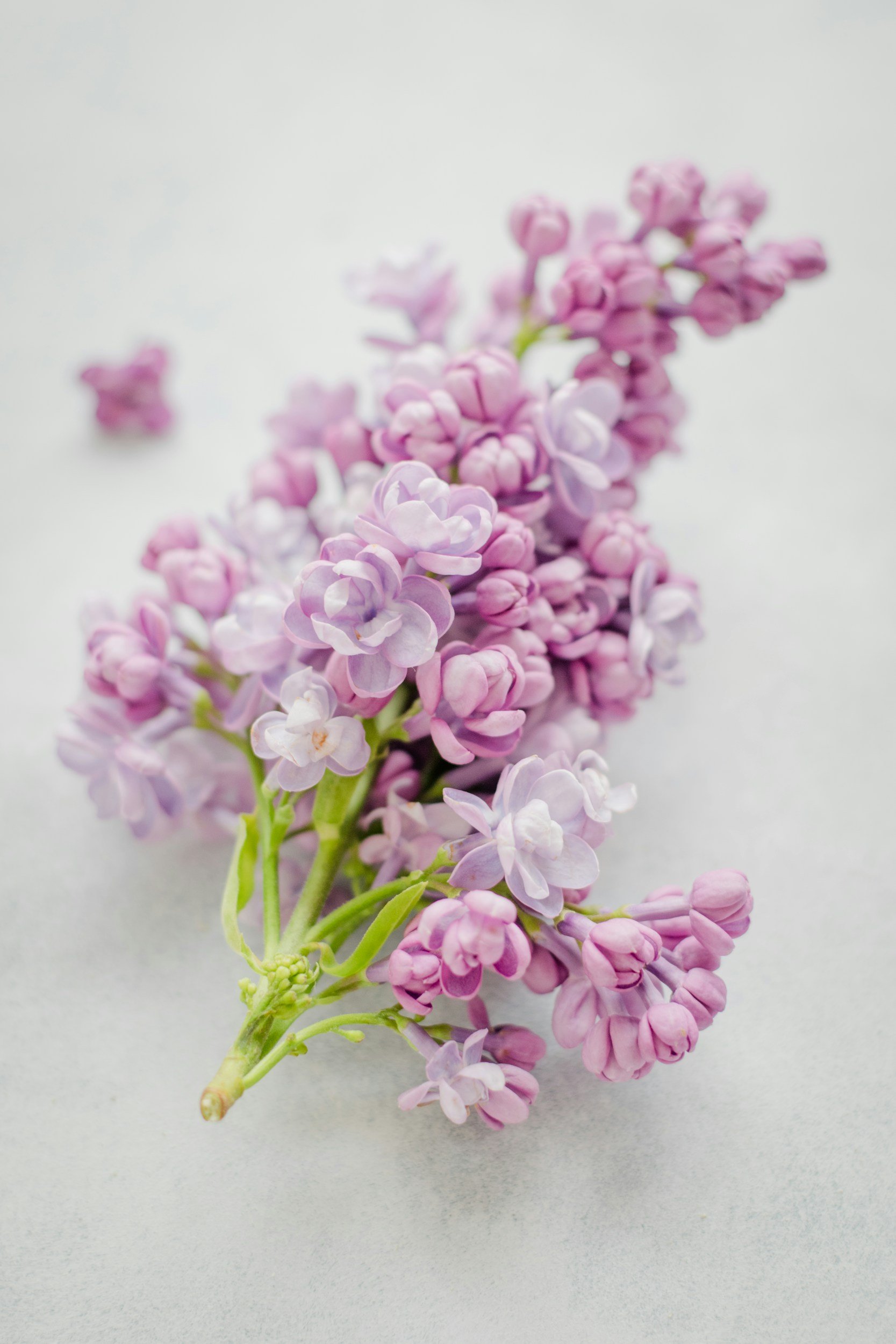 Close-up of a cluster of light purple and pink lilac flowers on a white background.