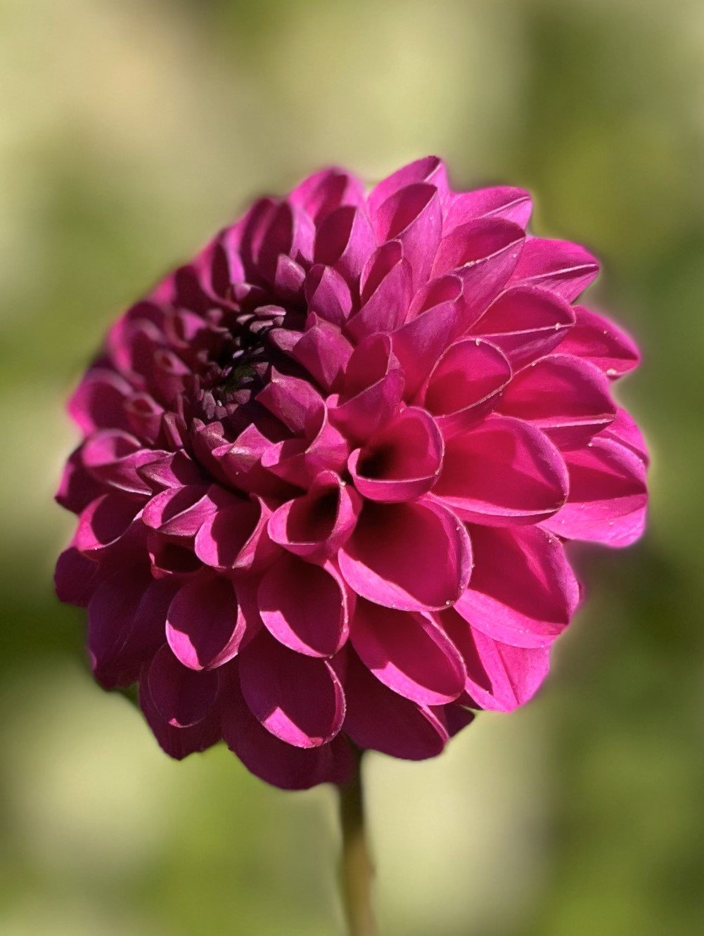 Lilac Bull