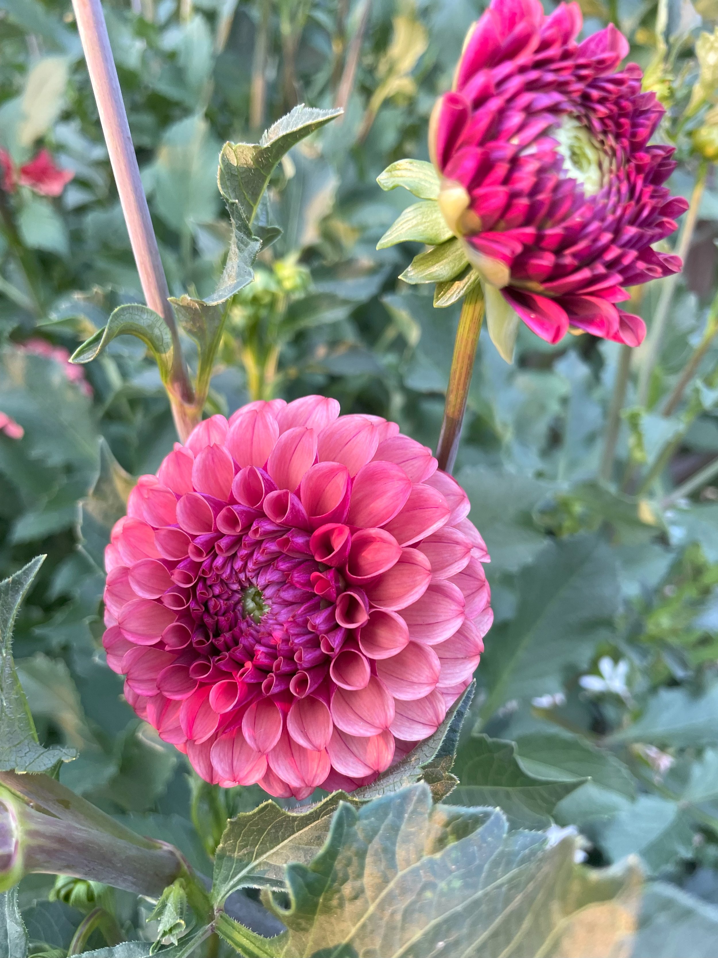 Ferncliff Rusty Dahlia