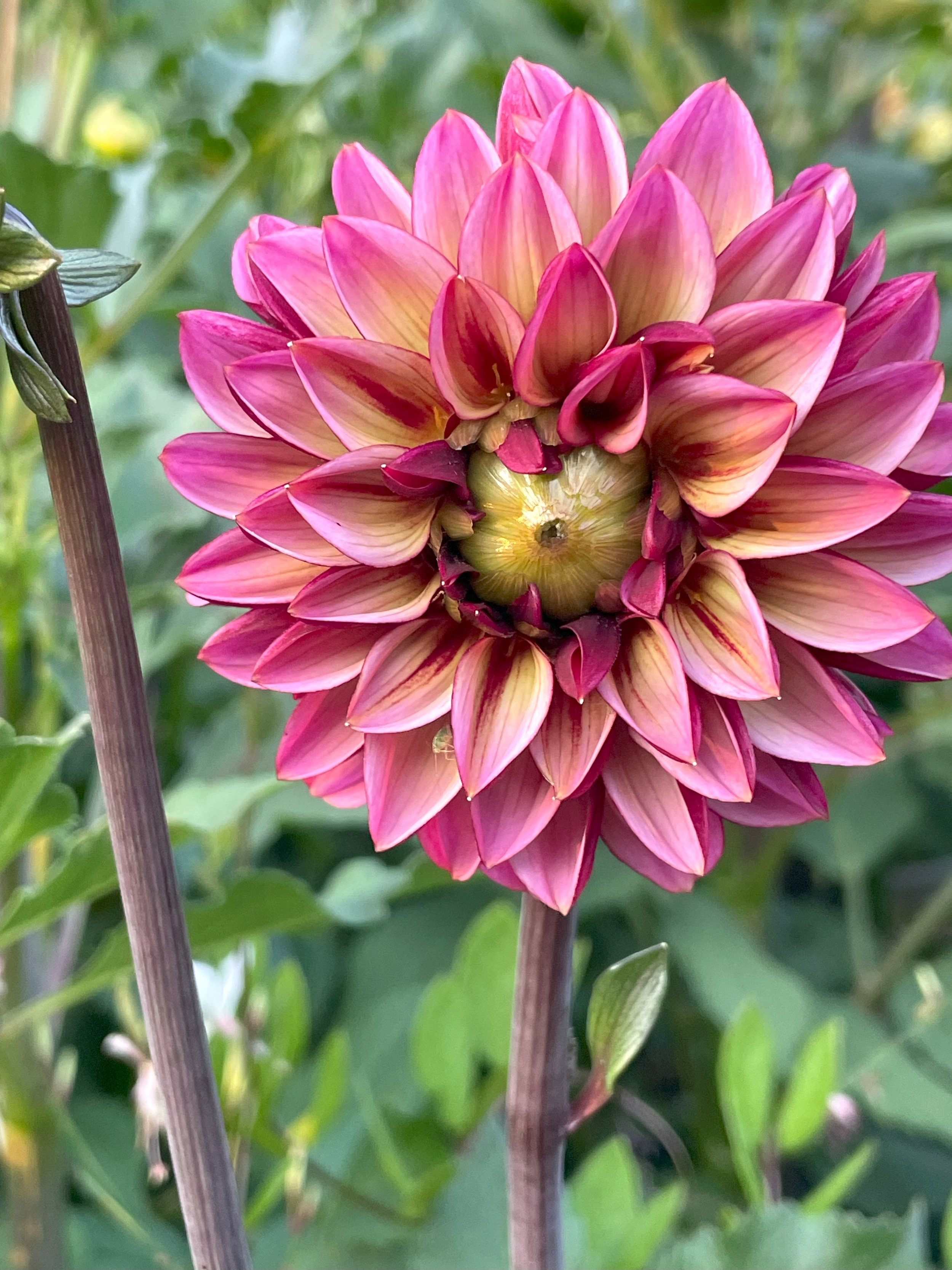 Senior's Hope Dahlia