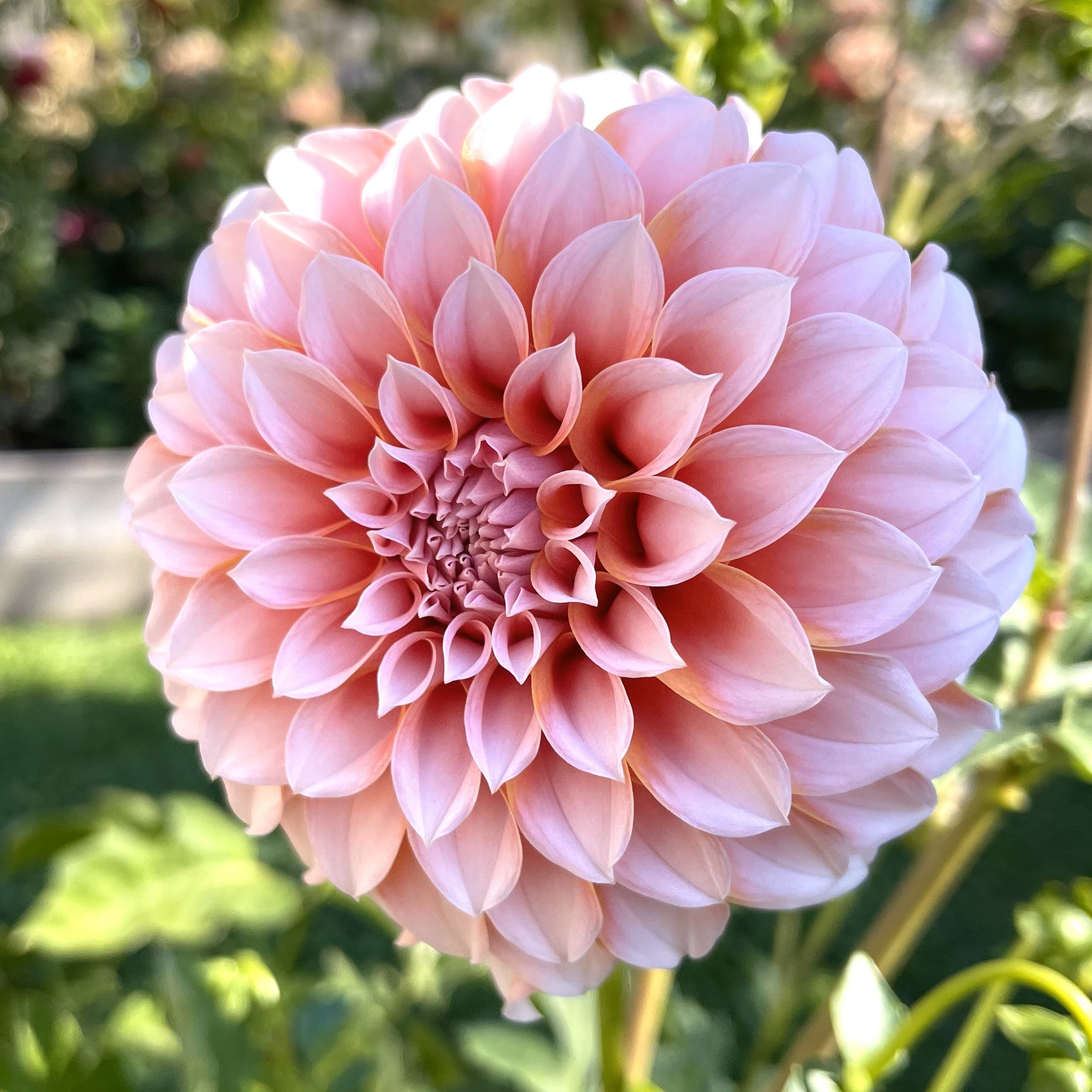 Peaches n Cream Dahlia