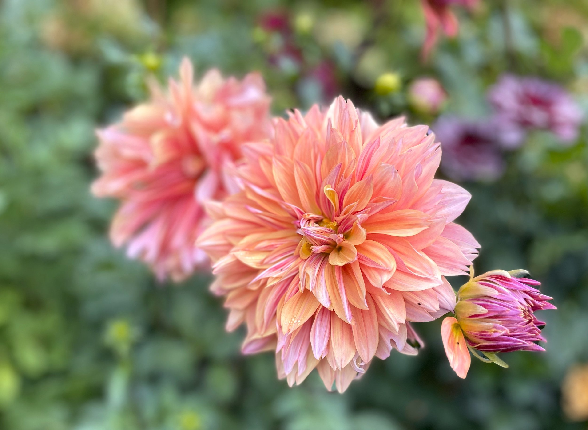 Andy's Legacy Dahlia Flower
