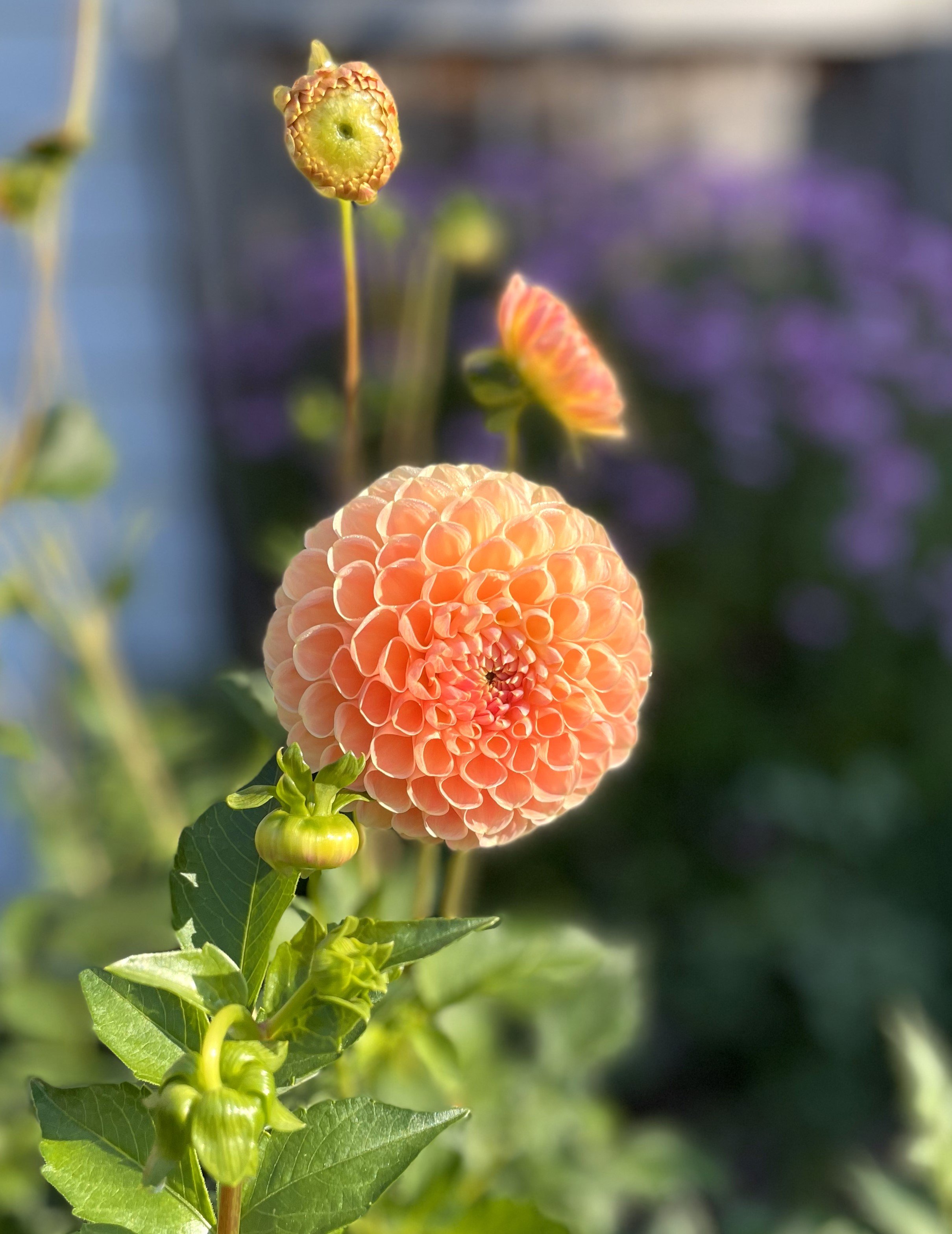 Crichton Honey Dahlia