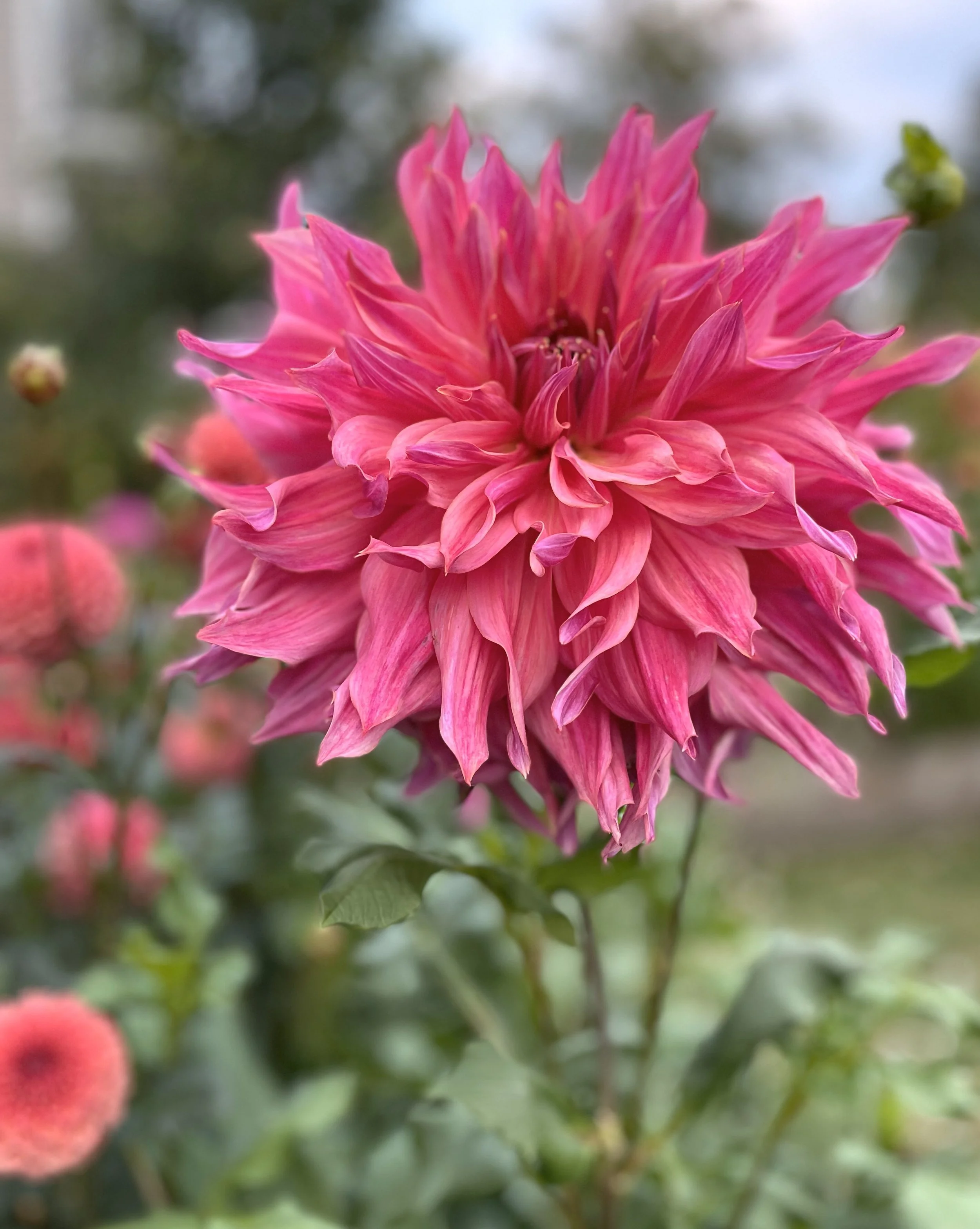 Penhill Dark Monarch Dahlia