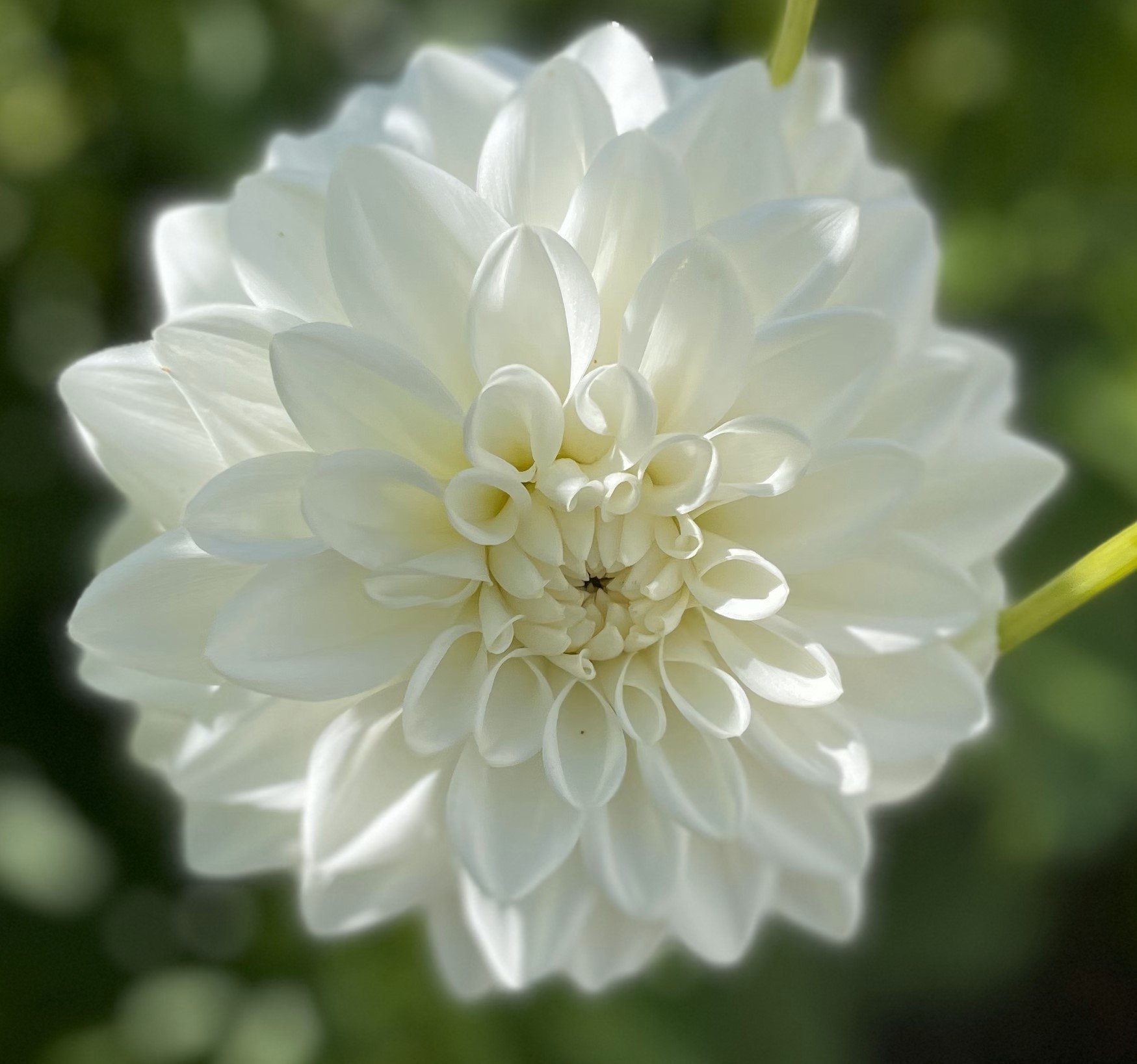 White Blizzard Dahlia