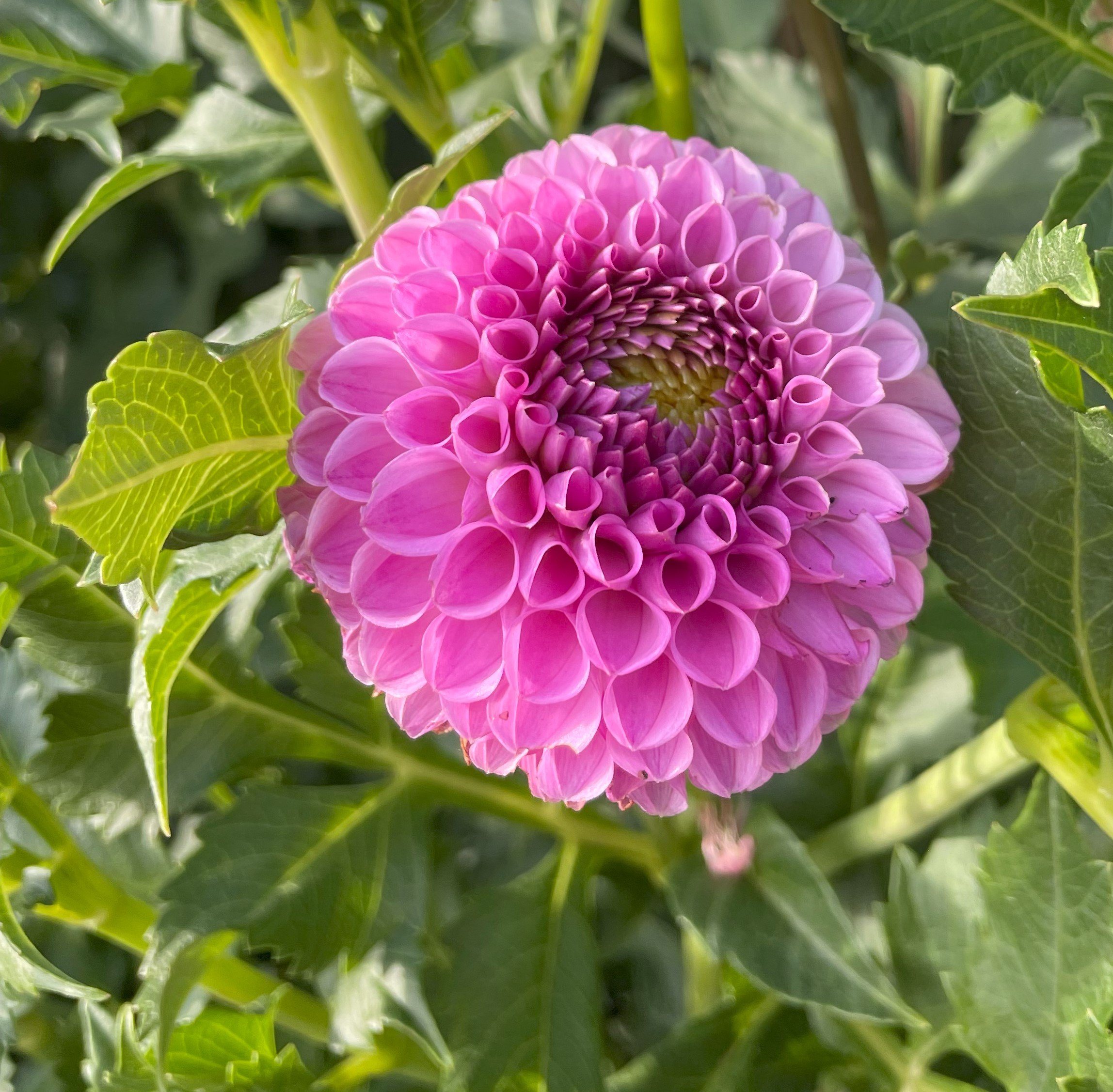 Mary's Jomanda