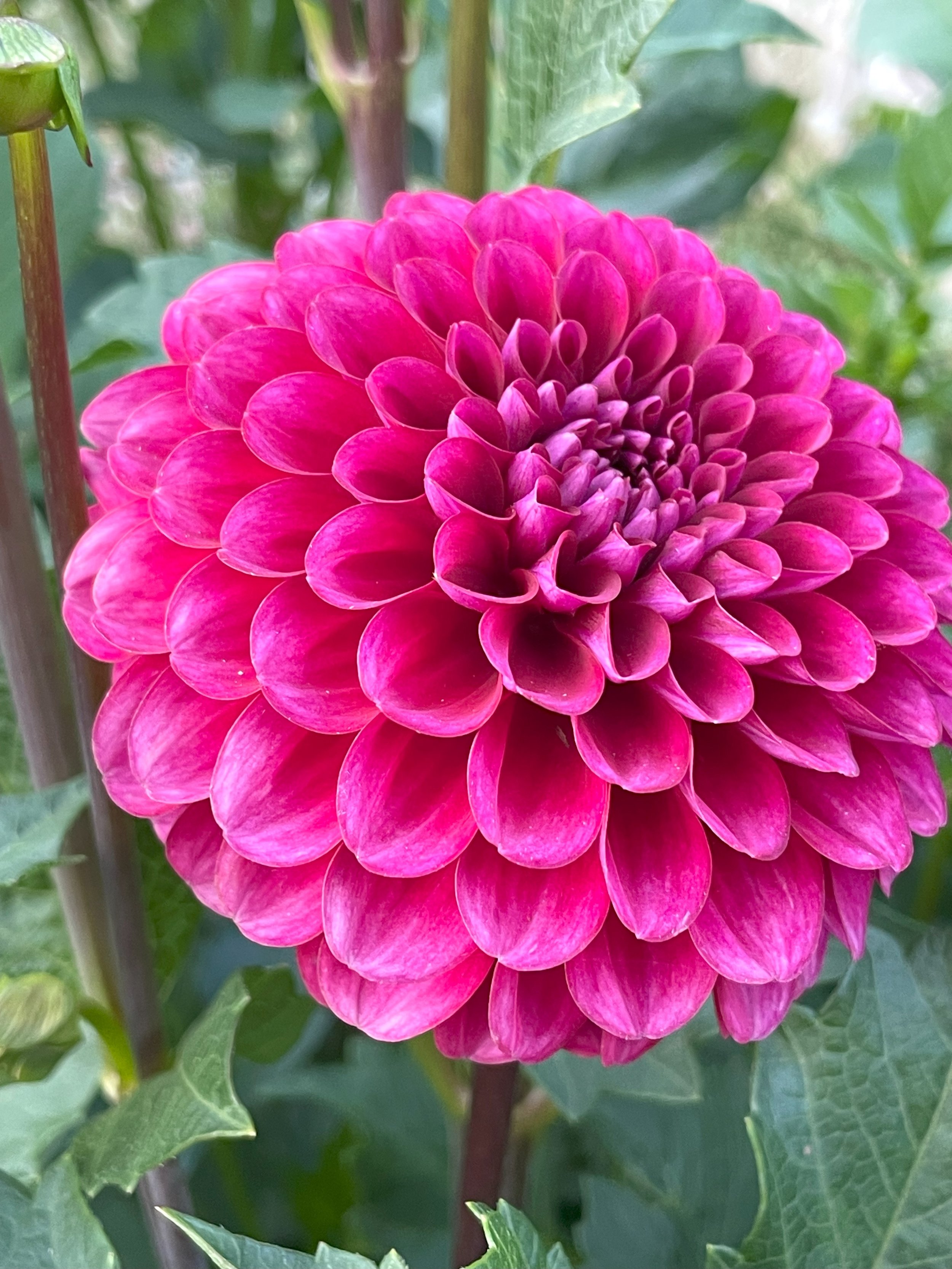 Mary's Jomanda Dahlia