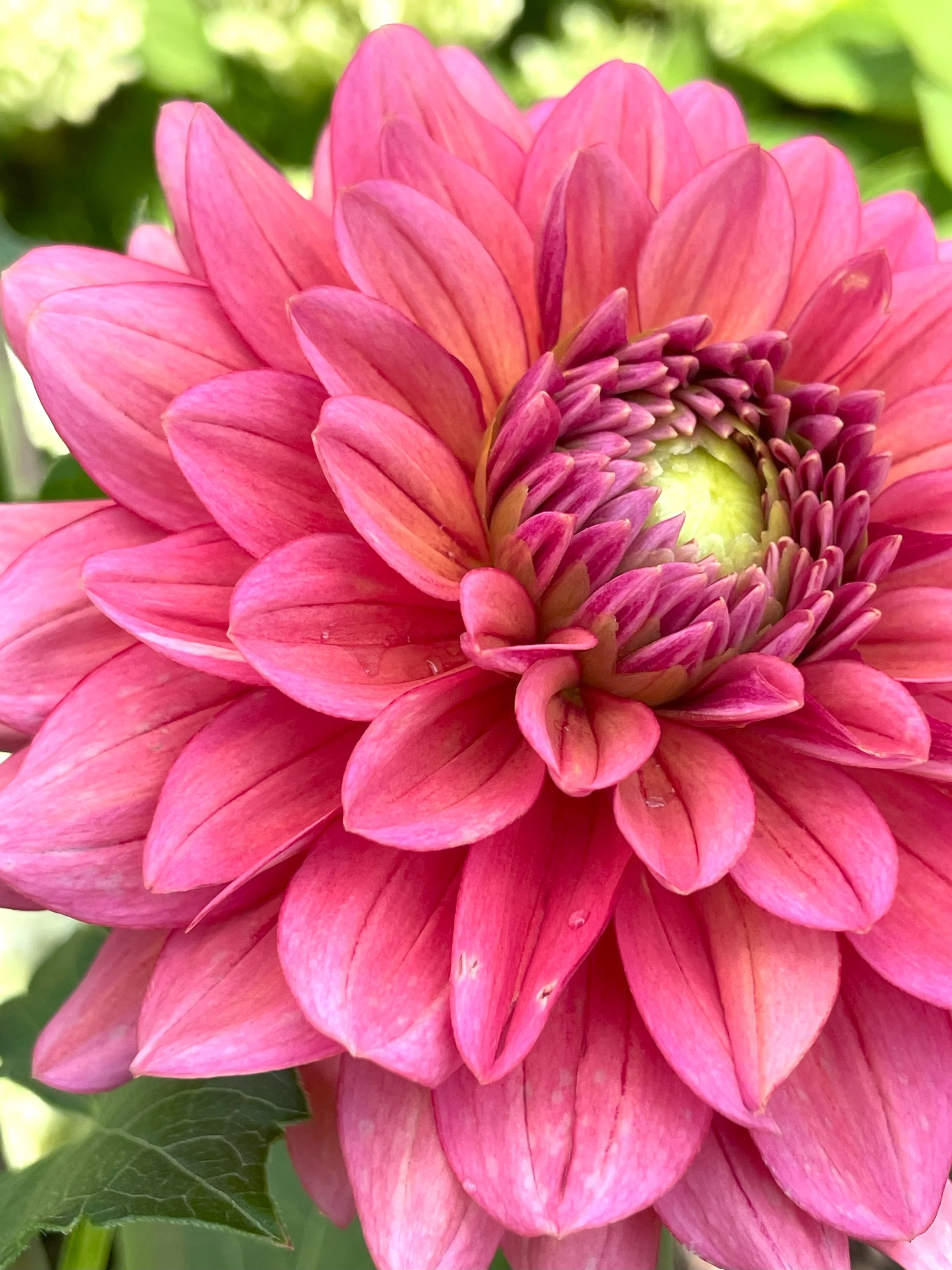 Salmon Runner Dahlia