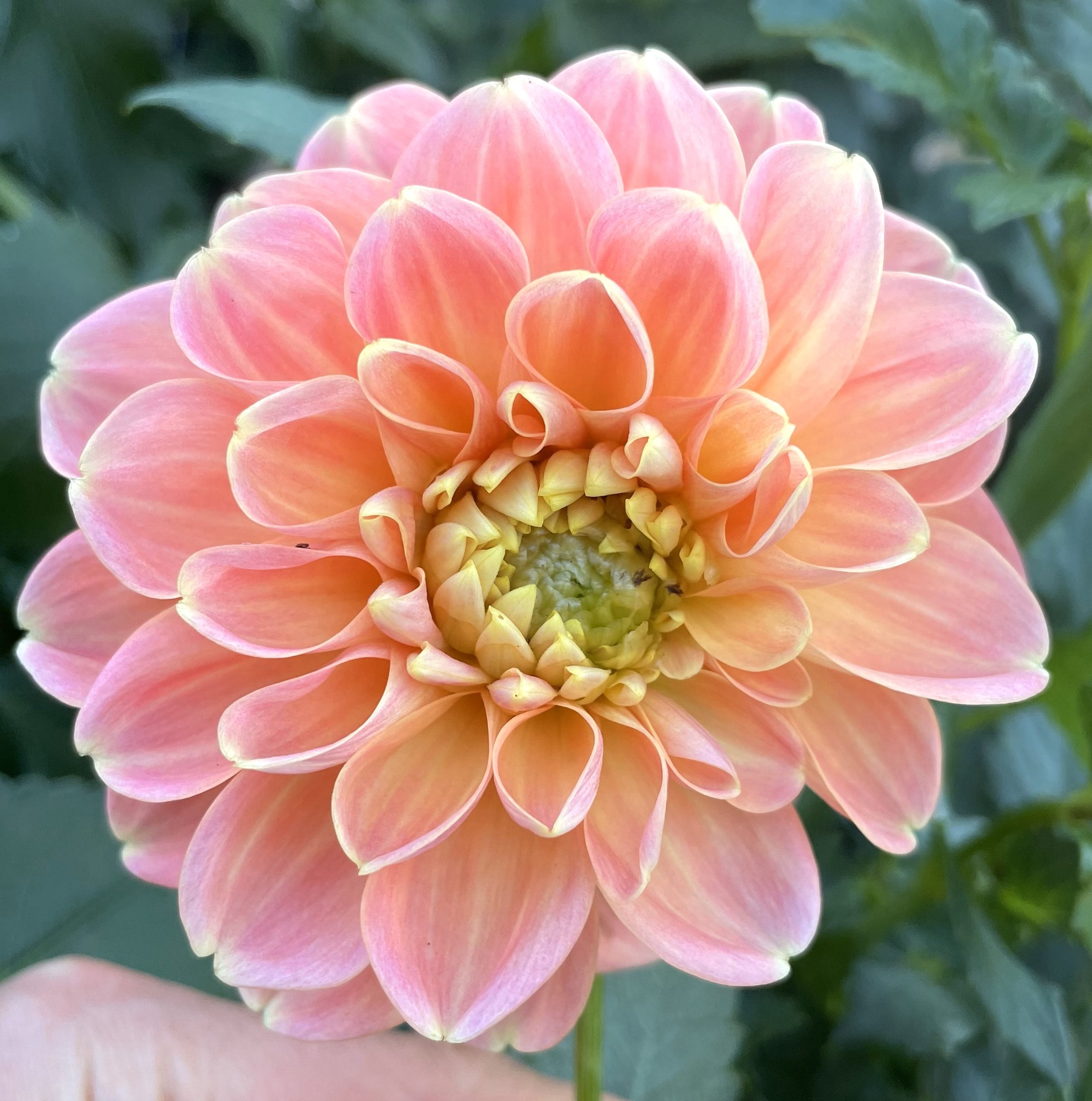 Crichton Honey Dahlia