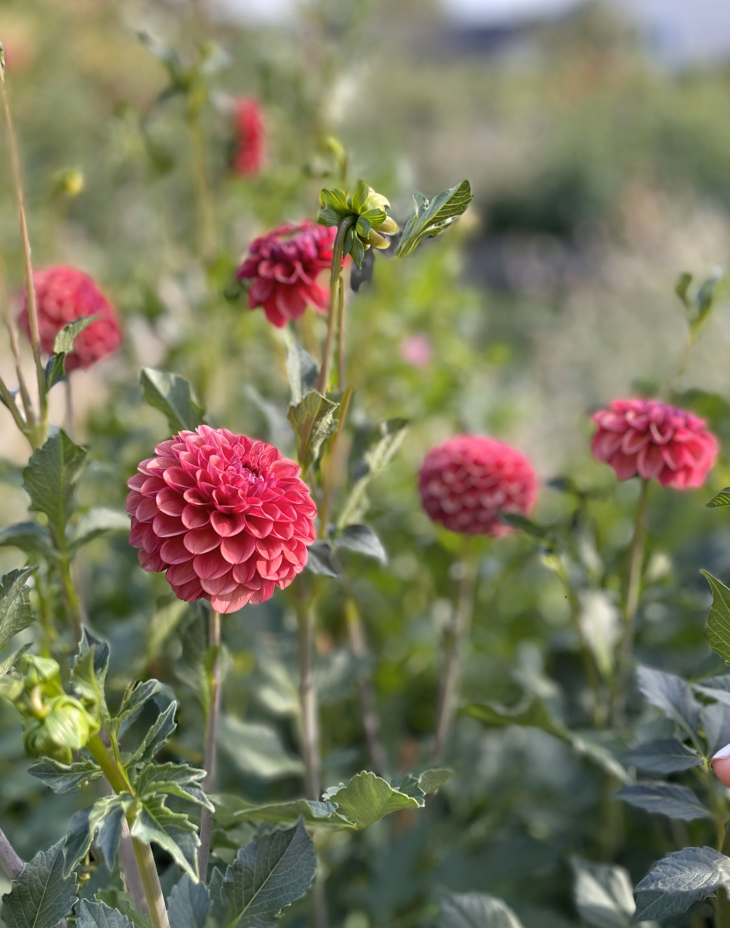 Mission Gypsy Dahlia