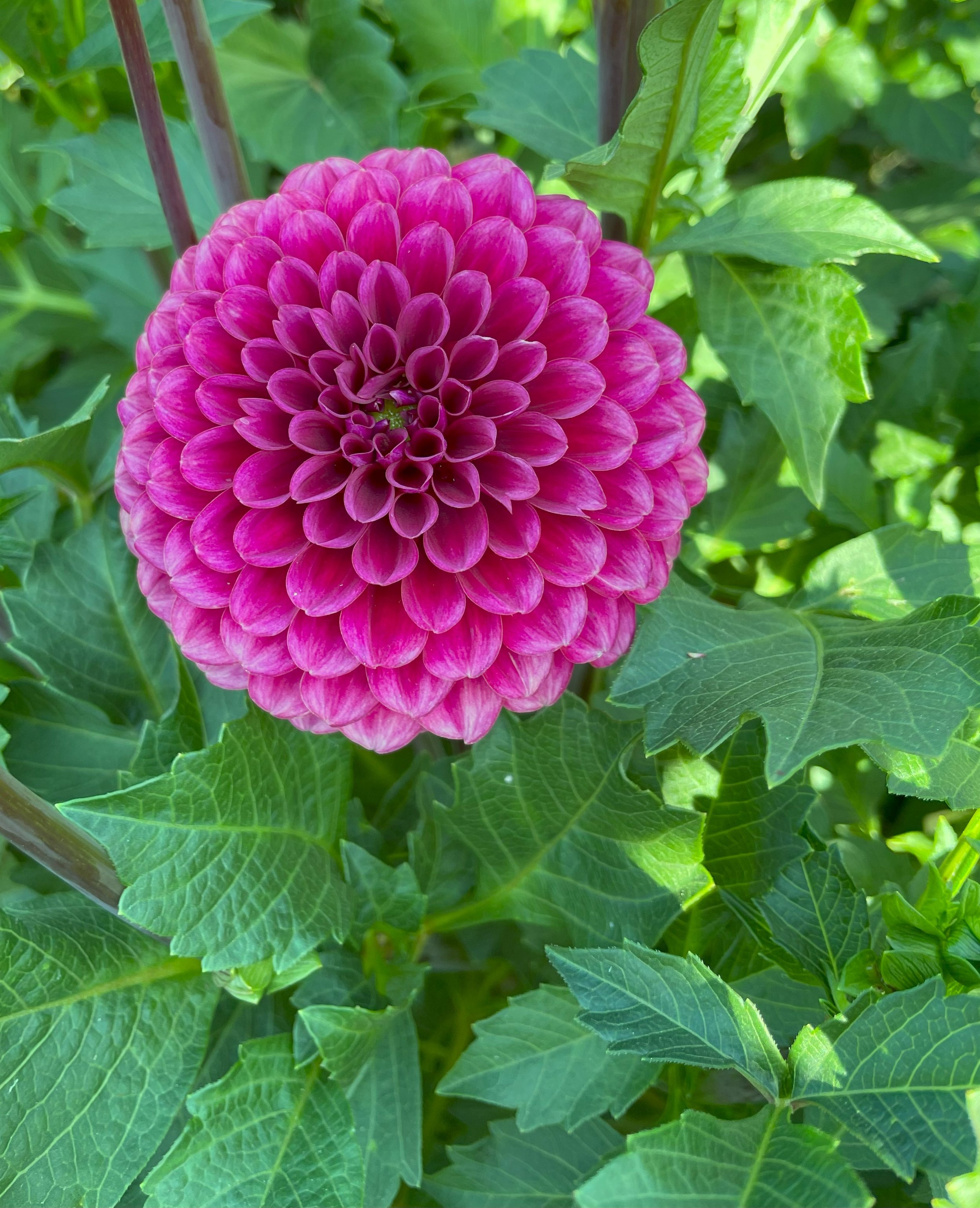 Tahoma April Dahlia