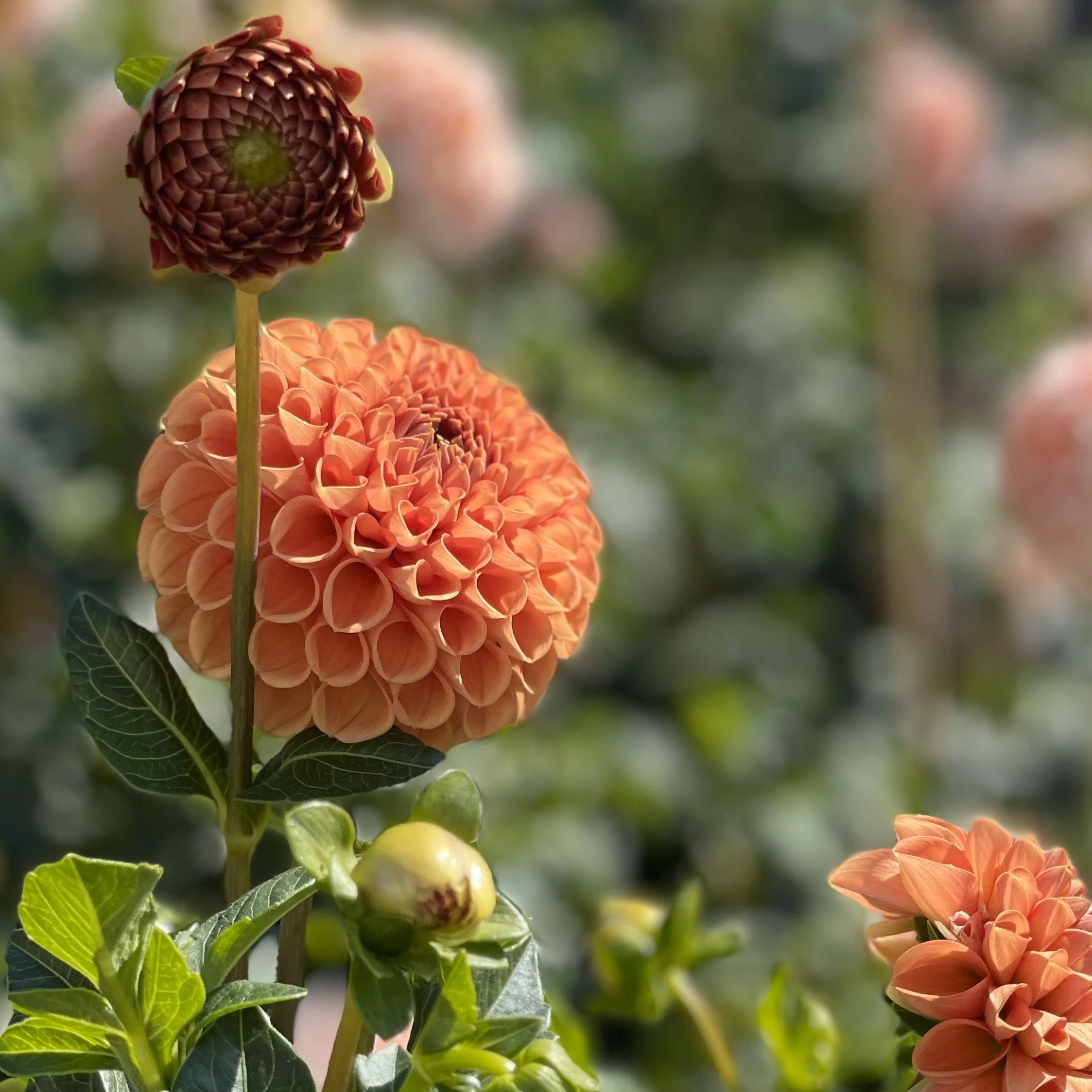 Cornel Bronze Dahlia