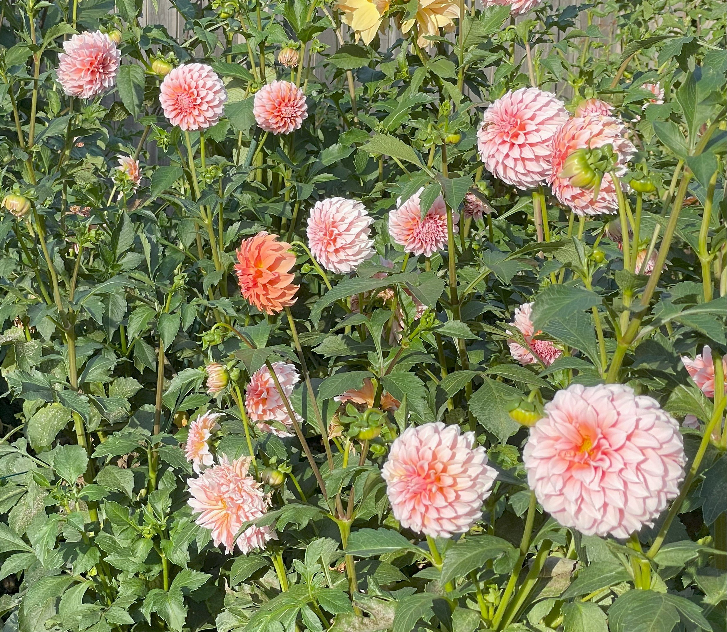 Peaches n Cream Dahlia