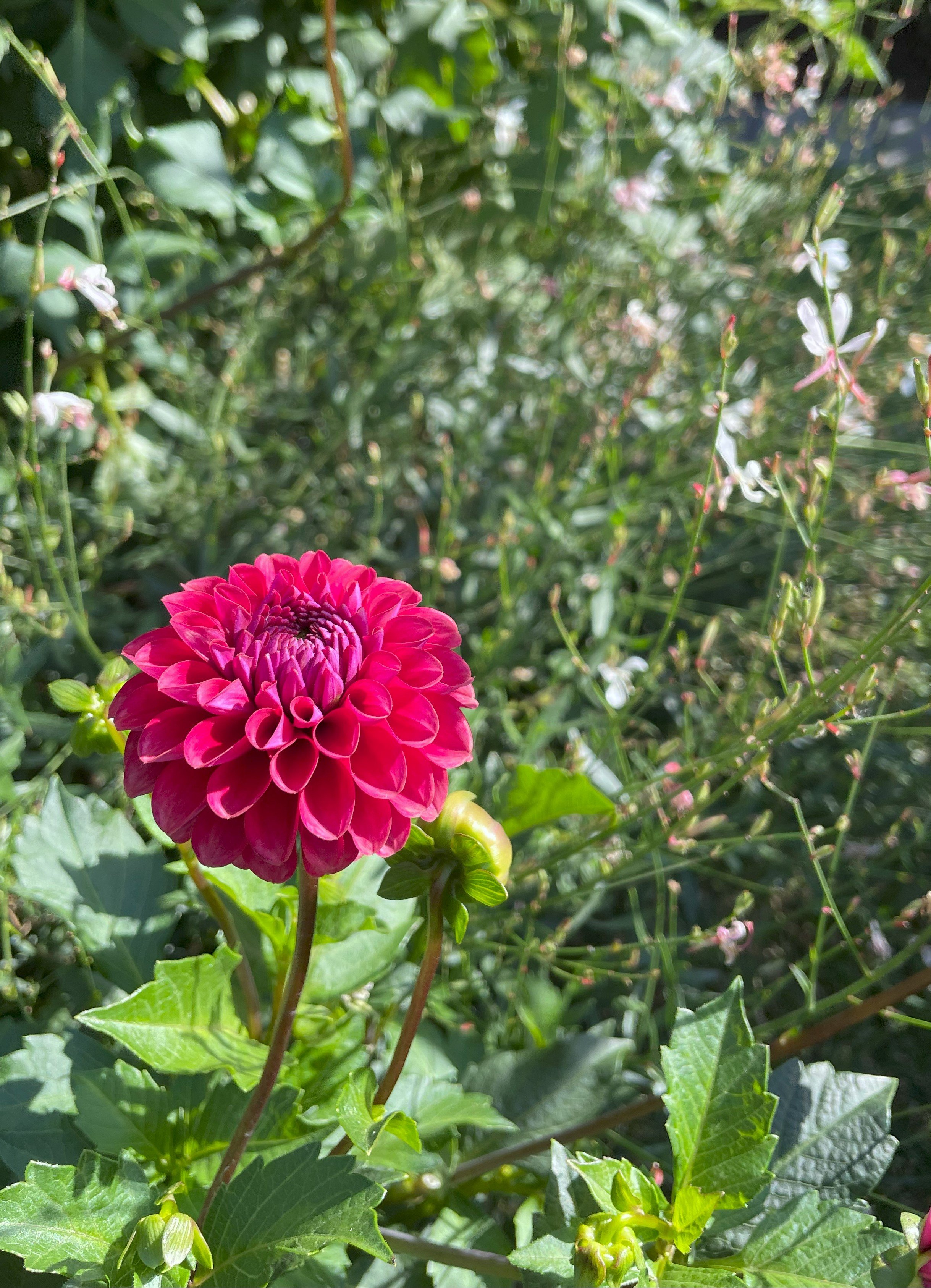 Spellbreaker Dahlia