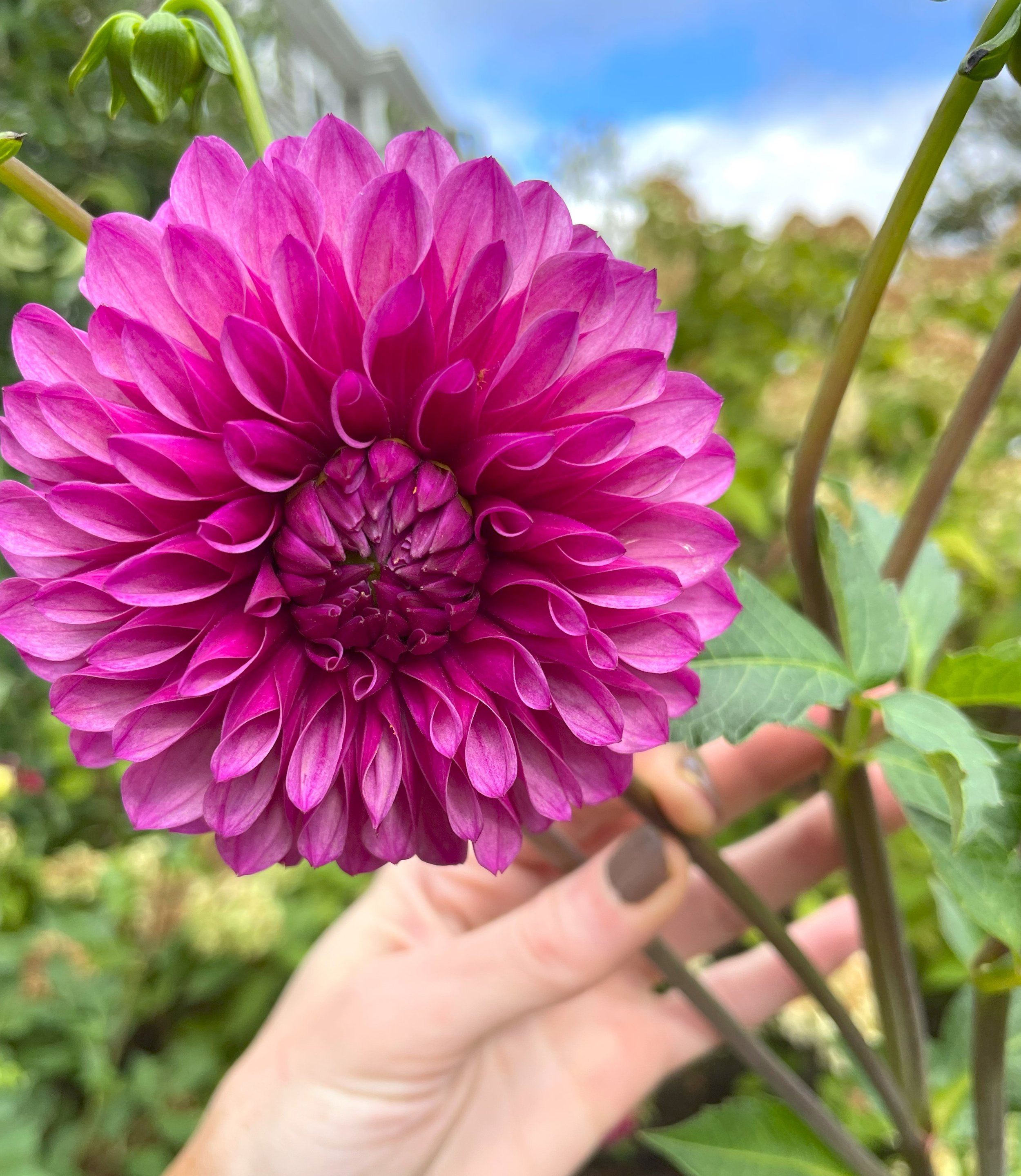 Bloomquist Refreshing Dahlia