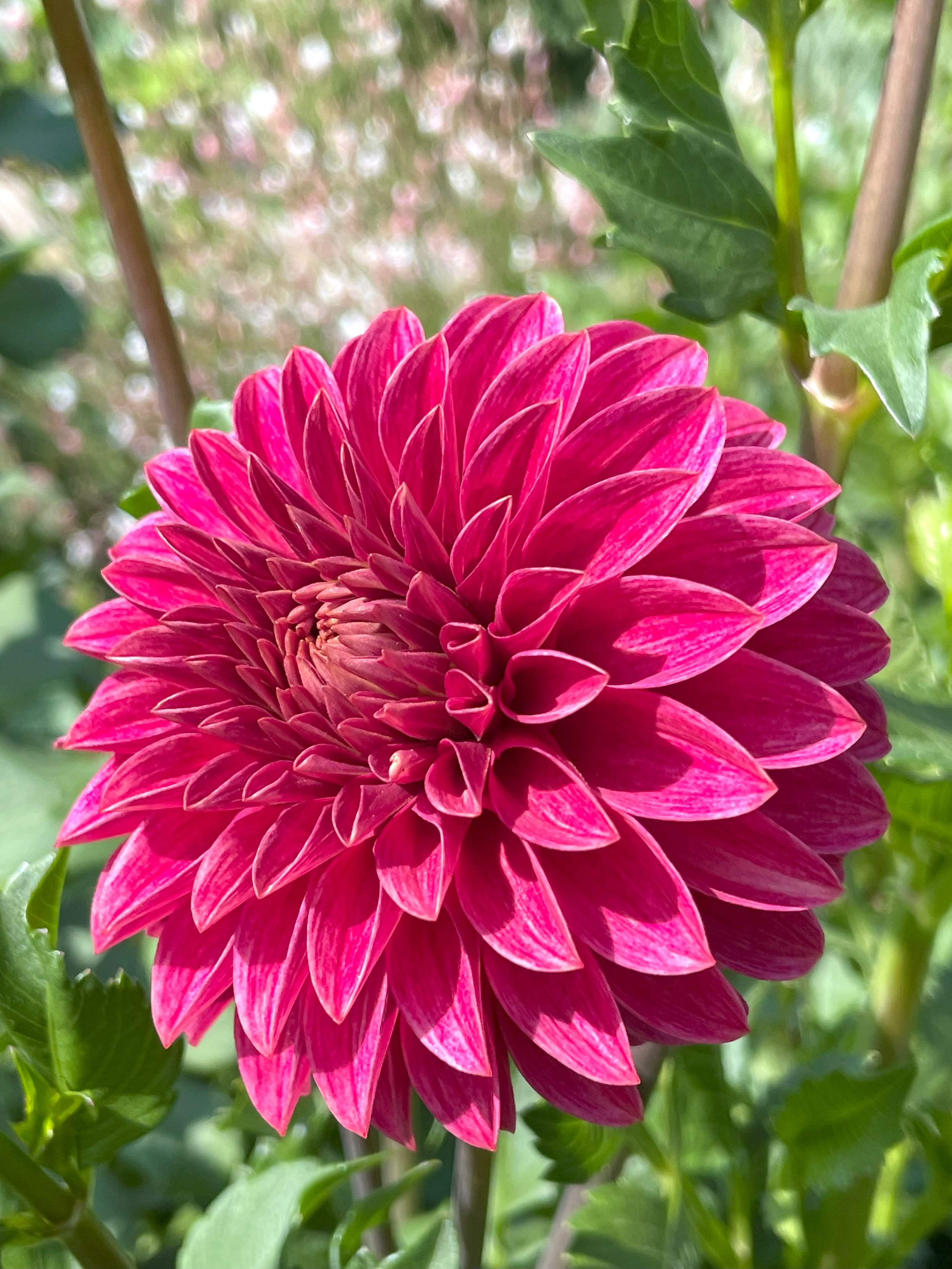 Rosie Jo Dahlia