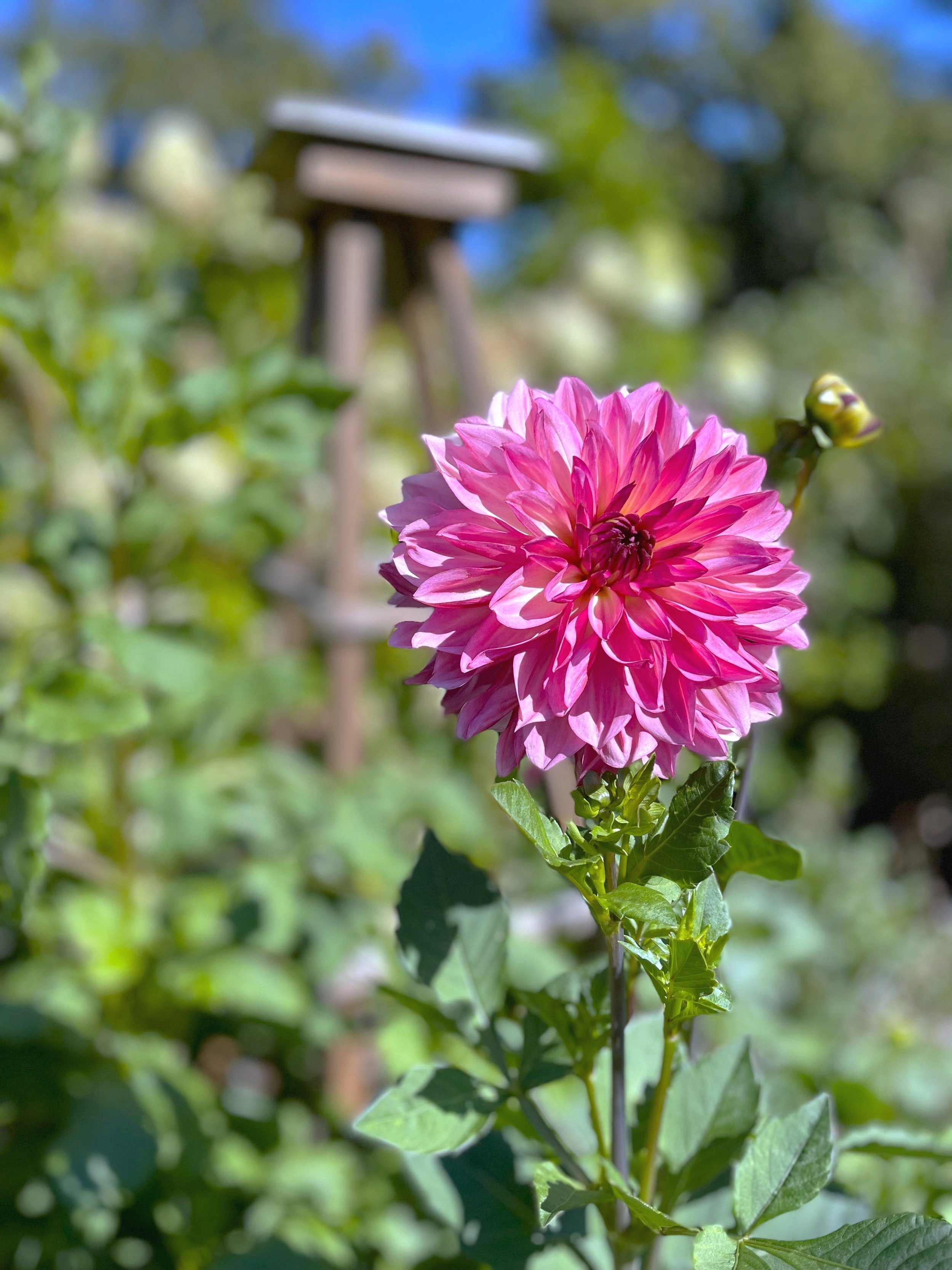 Bacardi Dahlia