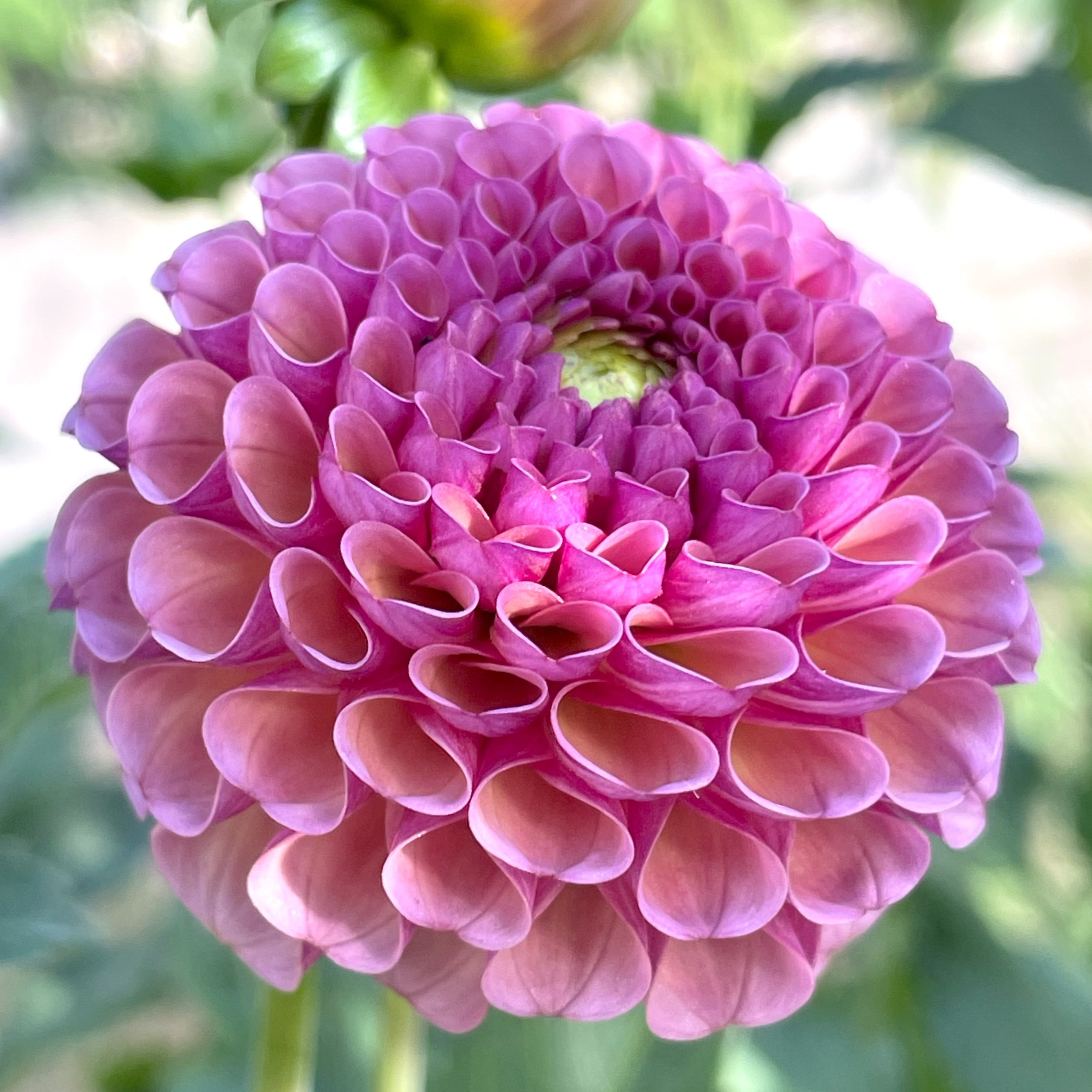 Caitlin's Joy Dahlia