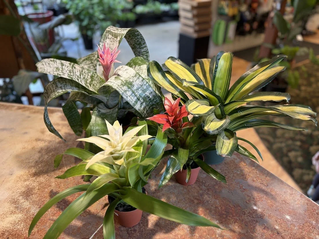 Bromeliads--Bright light, consistent moisture