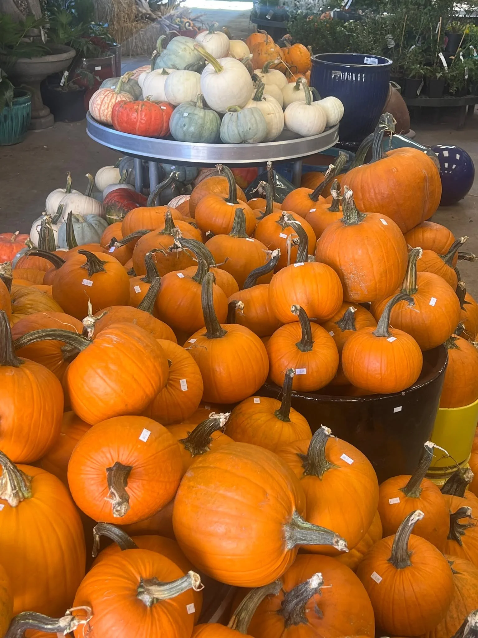 Did someone say pumpkins? 🎃🎃🎃🎃#spookyseason #PumpkinSeason #tacoma #fallvibes #gardensphere #proctordistrict #cute