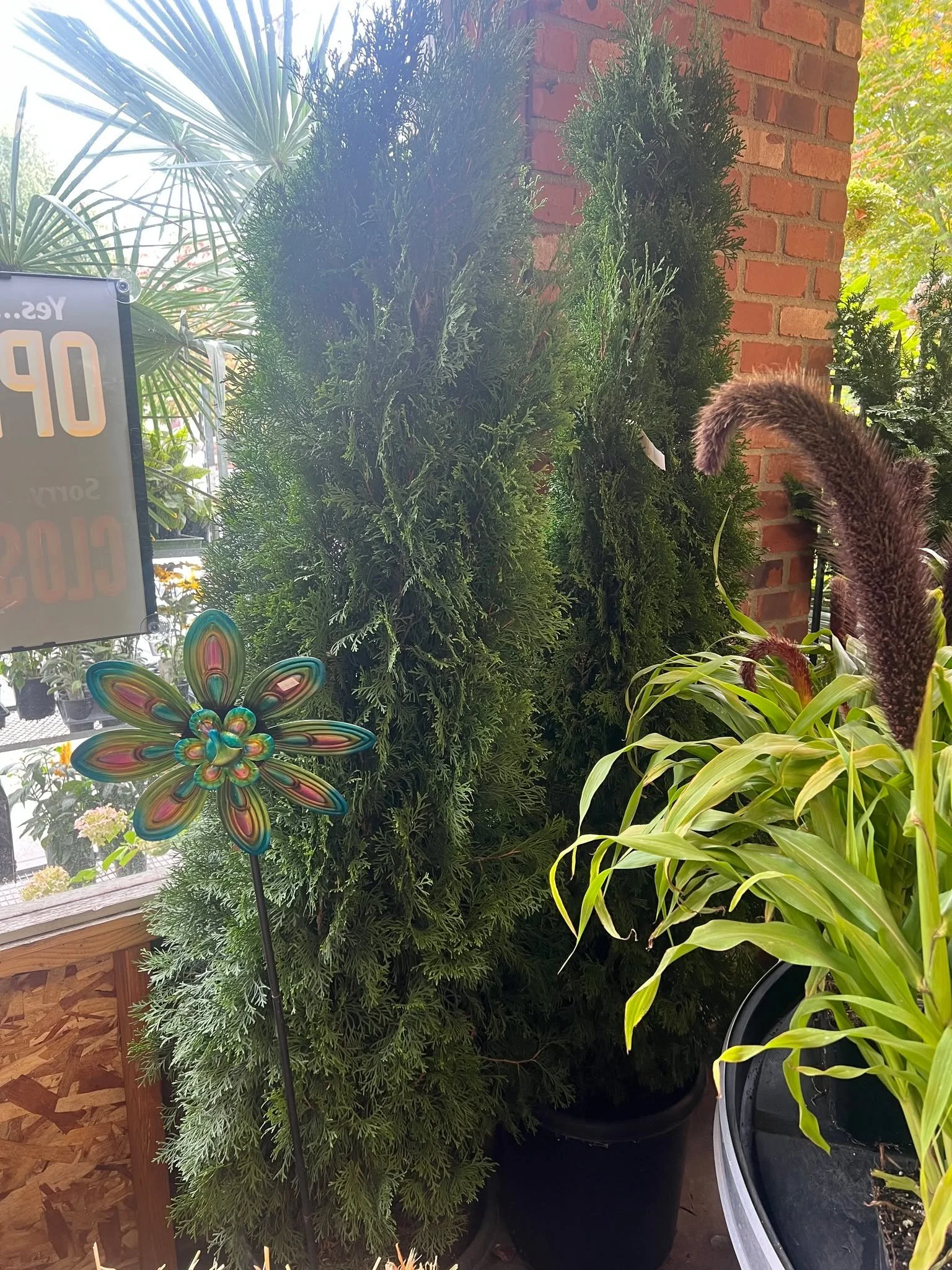 Our Fall sale is in full swing.  Need a quick hedge?  One of our growers has some arborvitae in excess.  So in full sale spirit we are willing to offer our 40% off to 5-6' Arborvitae. 

There are a few details.  Must order by THIS SUNDAY. SEPT. 28th.