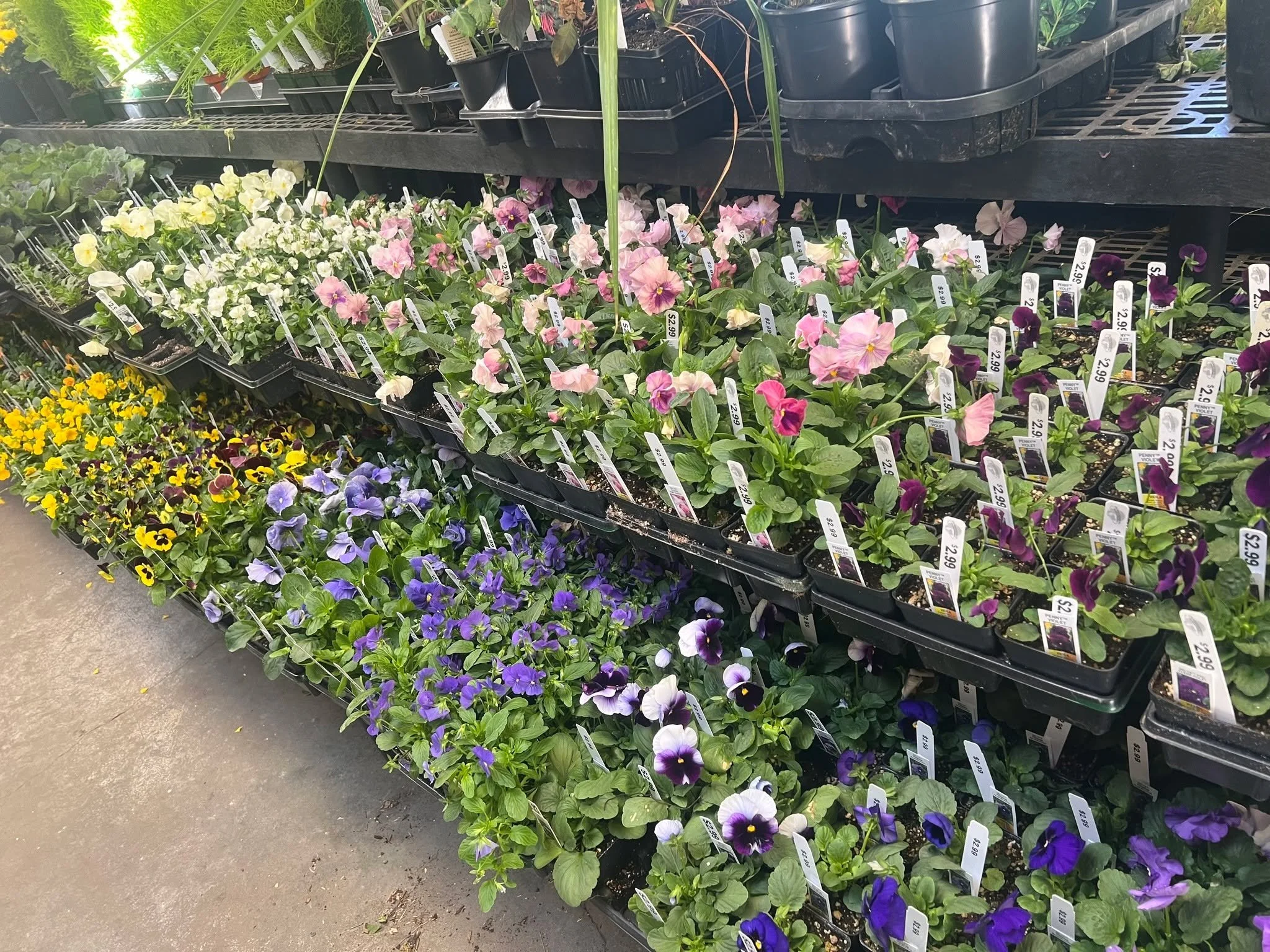 Beautiful Fall Color.  All 30% OFF as part of our Amazing Sale!  #tacoma #plantsmakepeoplehappy #fall