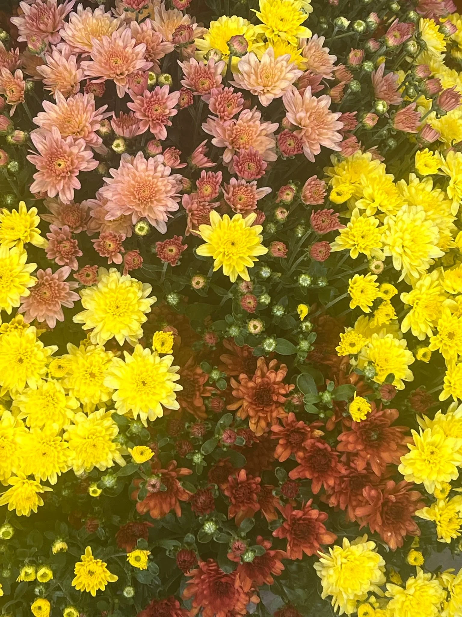 Mums, Corn Stalks, Asters and more!! Time for fall color in your pots.🏵🏵🏵