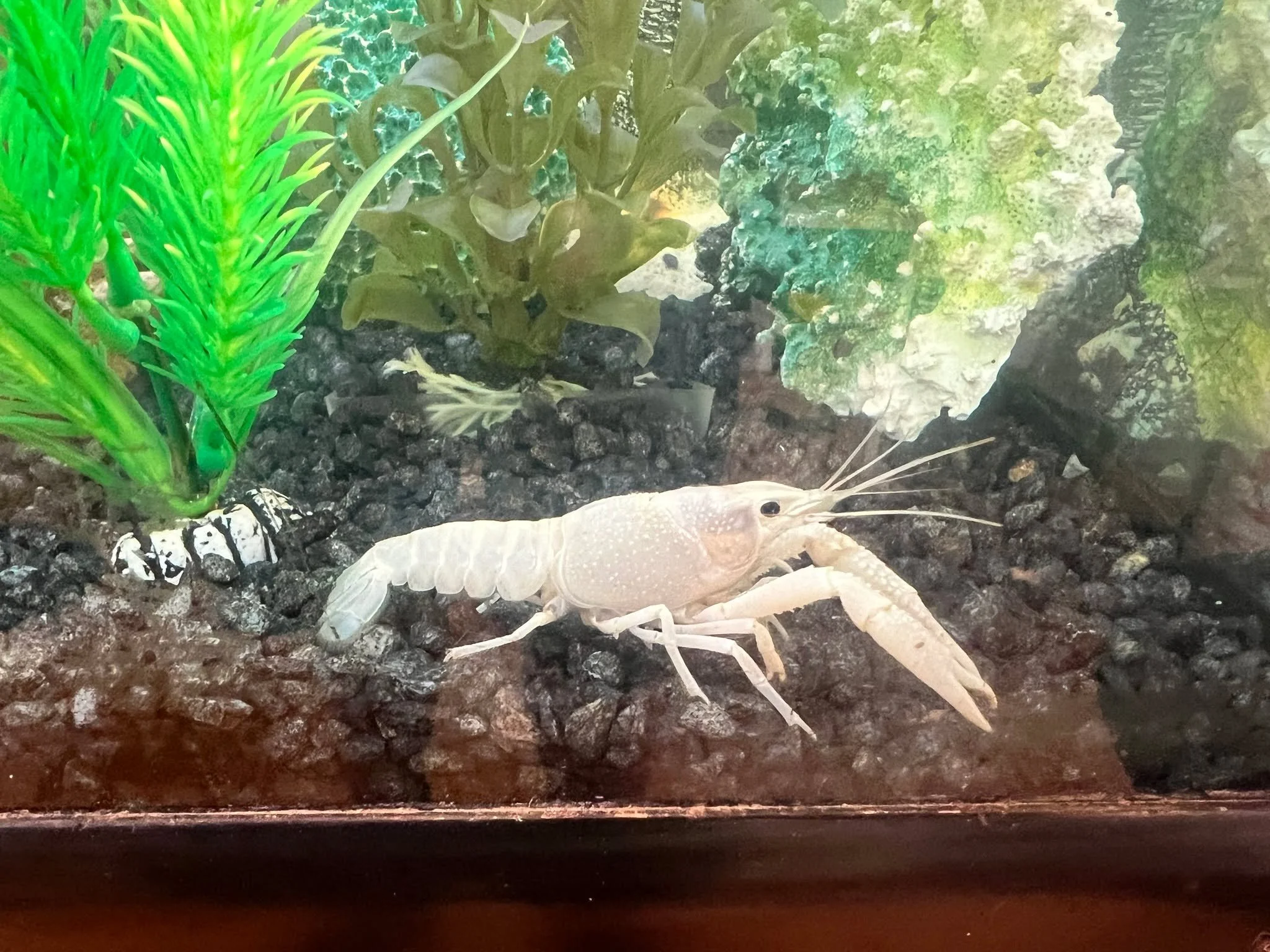 A cute pic of Britney, &amp; Welcome the new addition to the GardenSphere Fish Tank