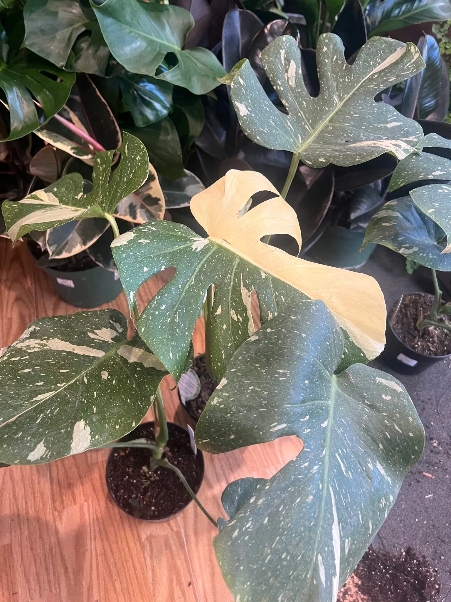 Beautiful Thai Constellation Monsteras, Fun Catus, and Many more houseplants just in.  ALL STILL 20% off as part of the fall sale!