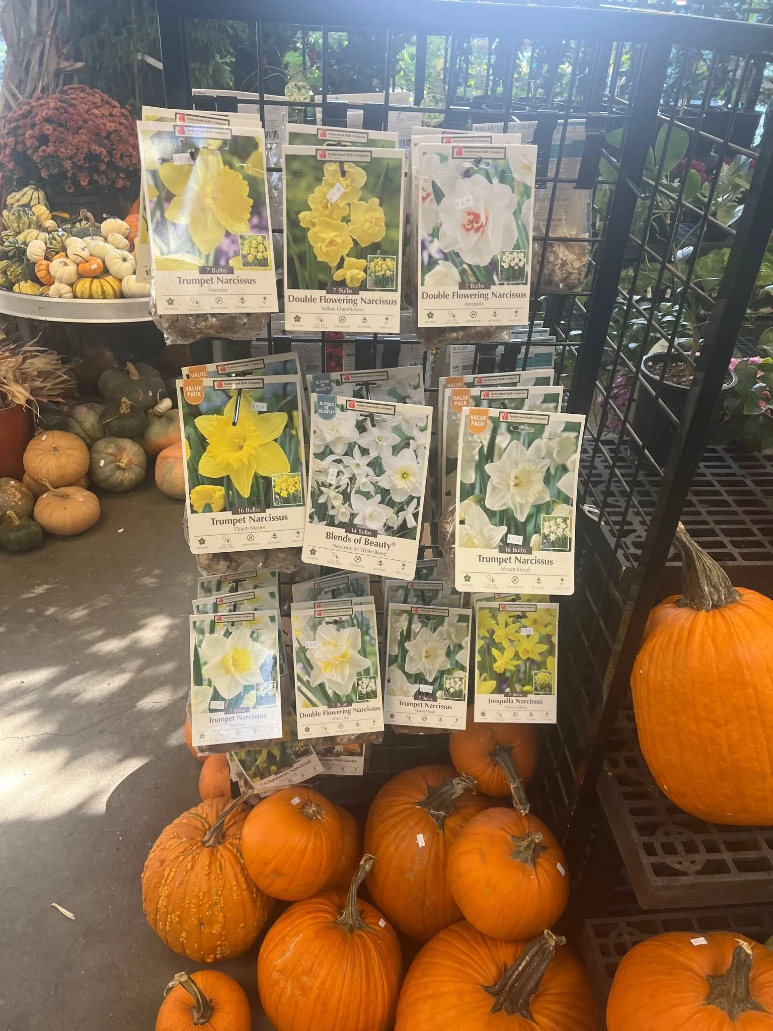 Fall Bulbs = Beautiful Spring color!  Get them Planted now!  Beautiful selection now in the store! 🌹🌷💐🌹🌷