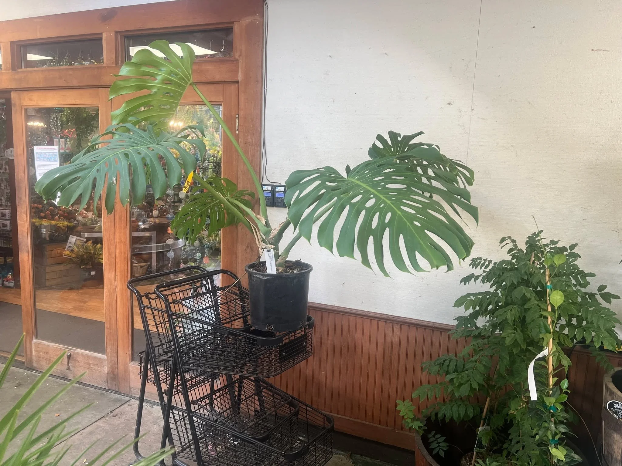 WHOS READY FOR A GIVEAWAY?!?! From today (Oct 18th) until the end of the month (Oct. 31st) if you spend $20 on Houseplants in a single purchase you will receive a ticket for a drawing to win this GIANT MONSTERA.  Also we will Draw 2 more winners for 