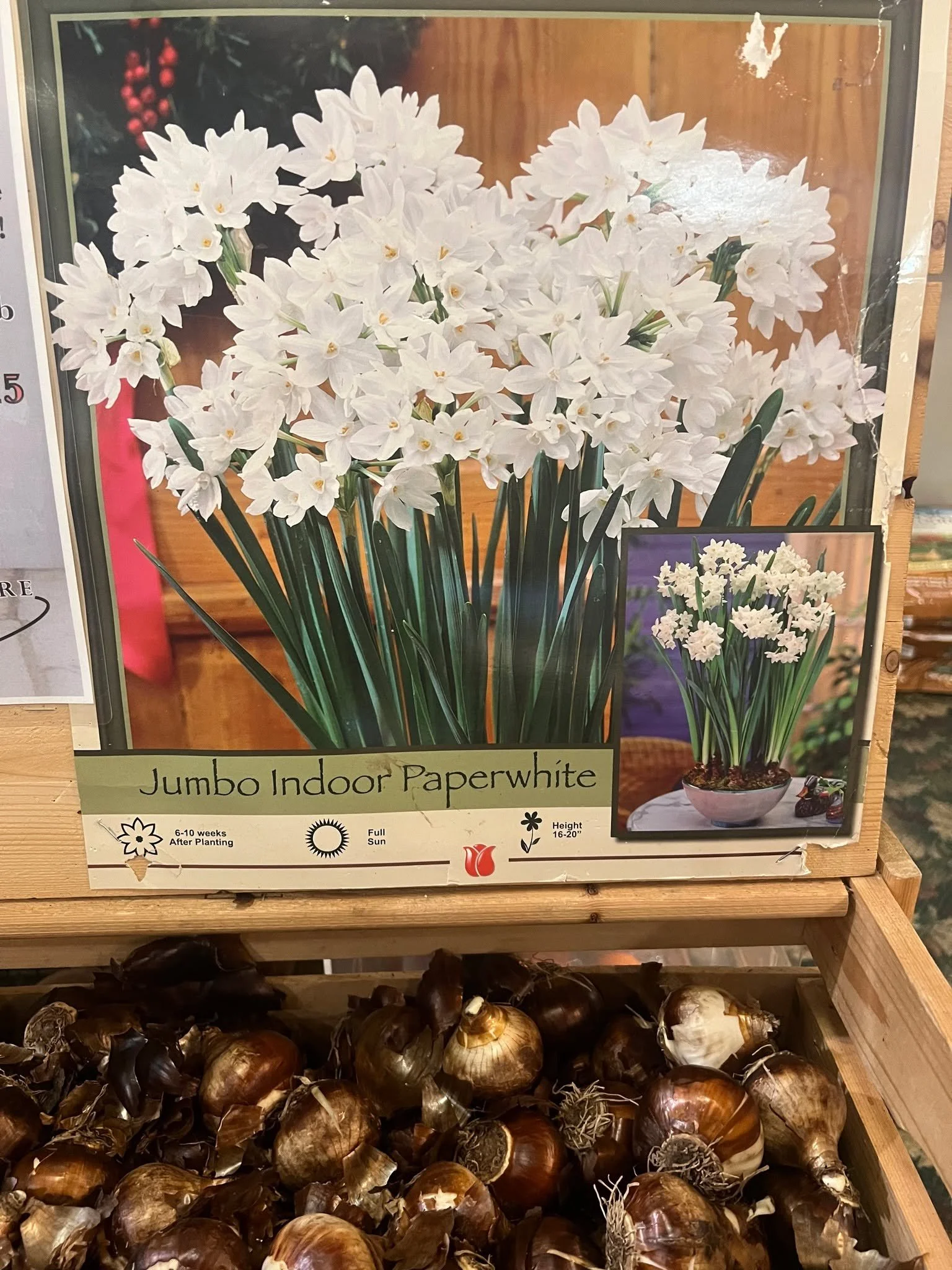 First batch of PaperWhites now in.  Plant now for a Thanksgiving Bloom!!
