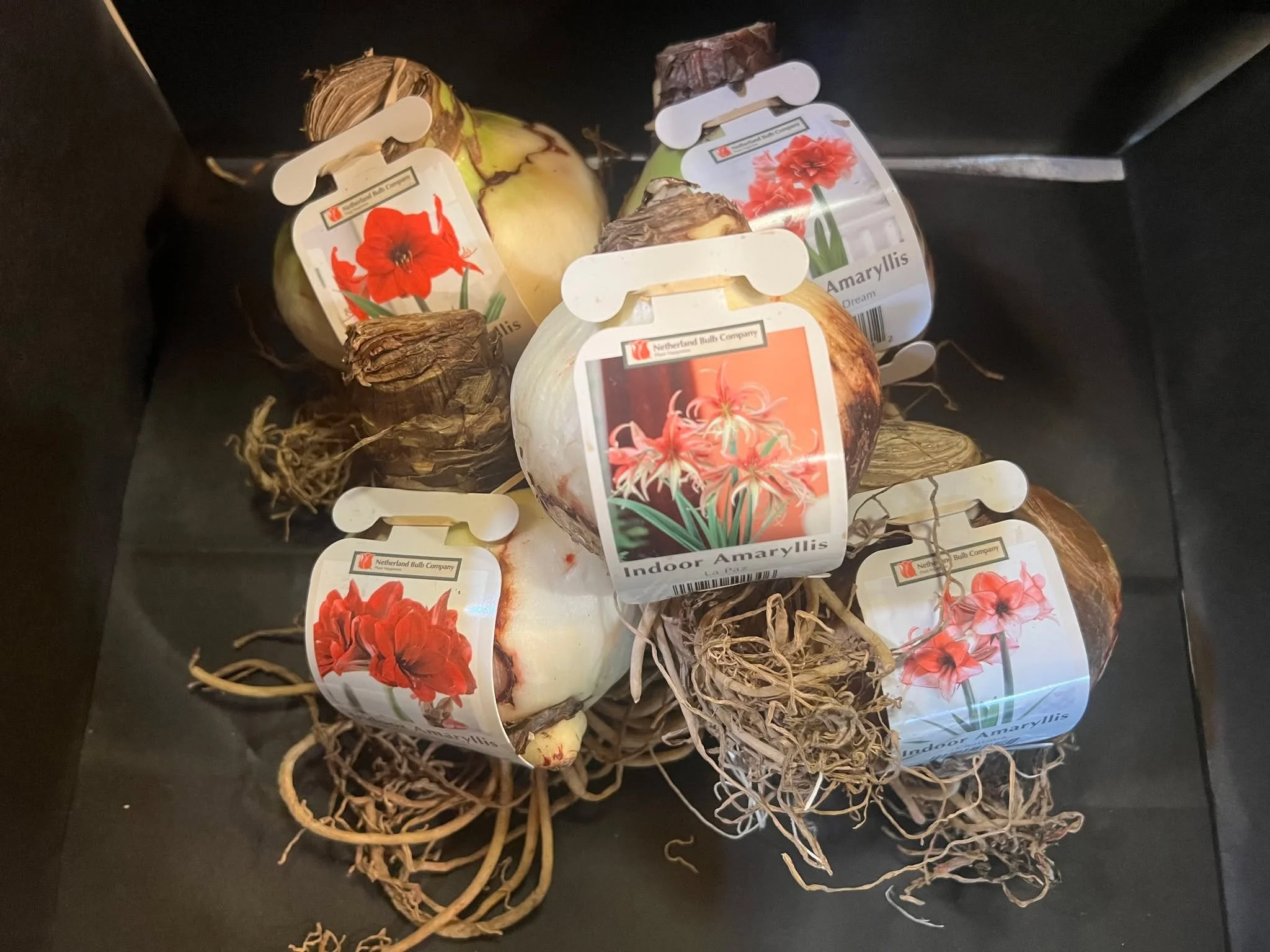 11 Different Amaryllis bulbs now in stock!  Beautiful colors.  Plant now for indoor holiday color!  The bulbs are huge this year!!🌺🌺🌺 #tacomawa #gardensphere #fallseason #bulbseason #Christmas #amaryllisflower #gardening