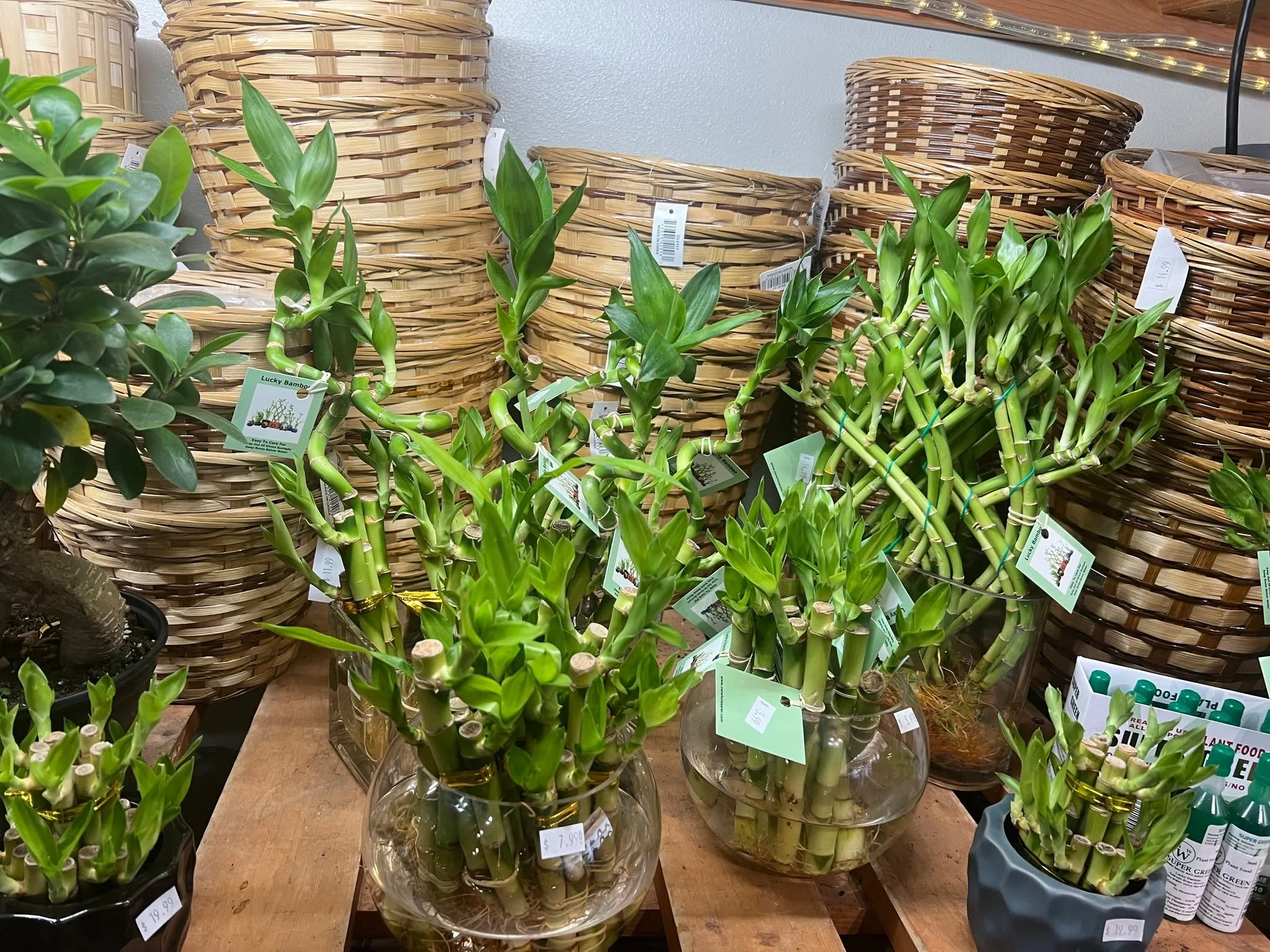 Rainy day activities. Houseplants?  New shipment of lucky bamboo in as well! 🌧🌂