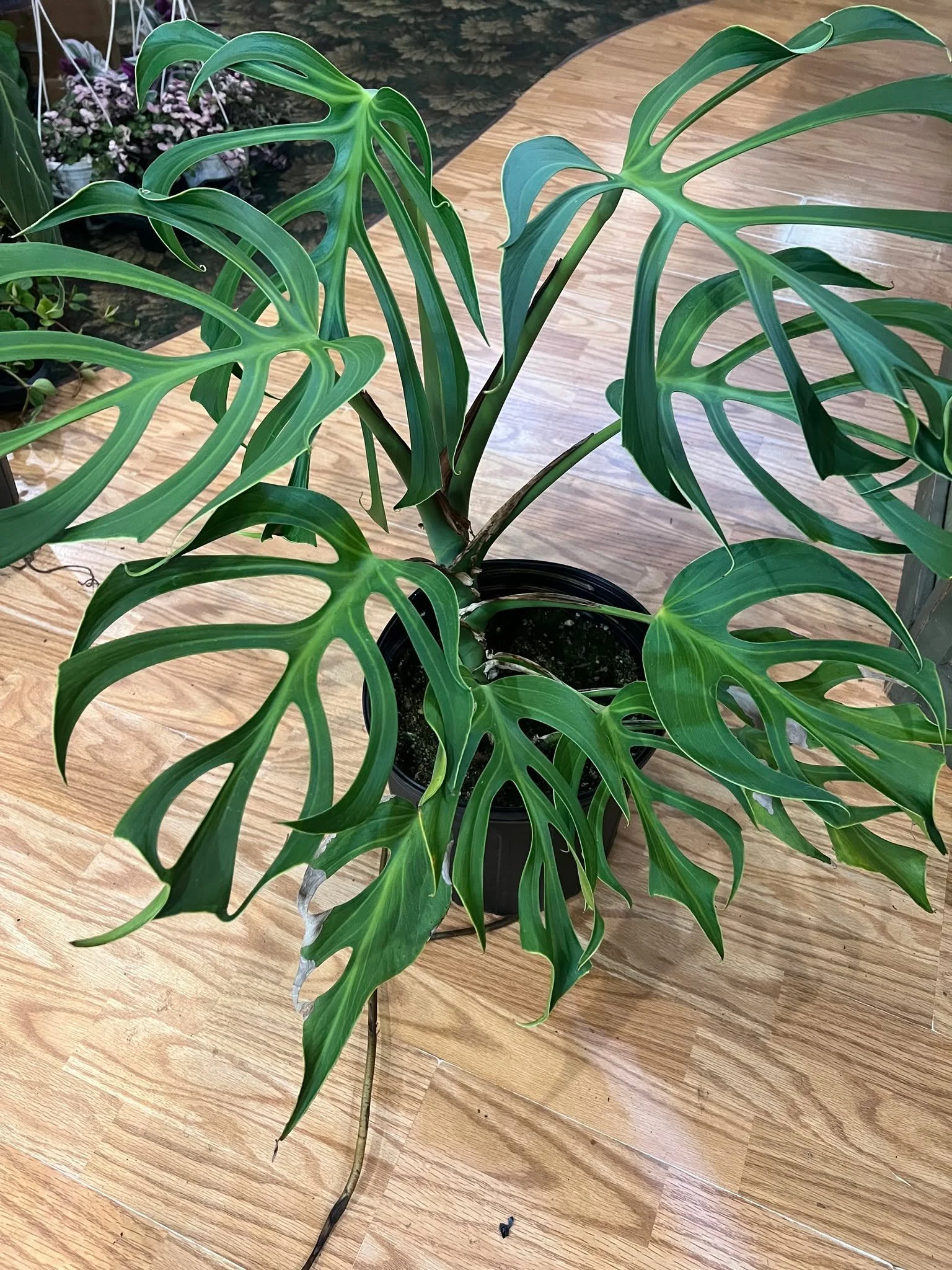A new first time plant for GardenSphere. "Monstera Burle Merx Flame". Brittney is in awe.... #houseplants #monstera #gardensphere #tacoma