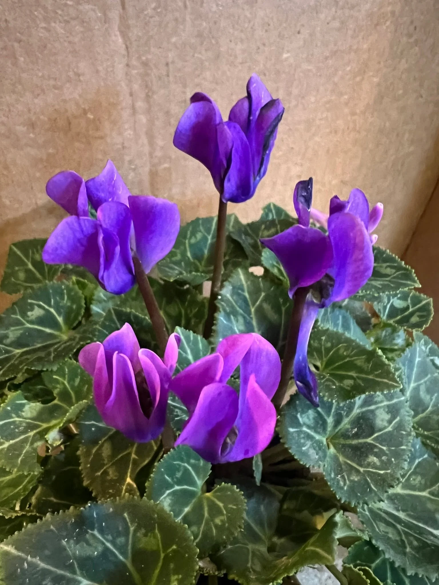 One of the things we have been seeing in the AI boom is flowers and plants that are not real.  Whether it be rainbow roses or multicolored red, orange, and pink hostas all on one plant.  The plant is real, but the colors added are not true to the pla